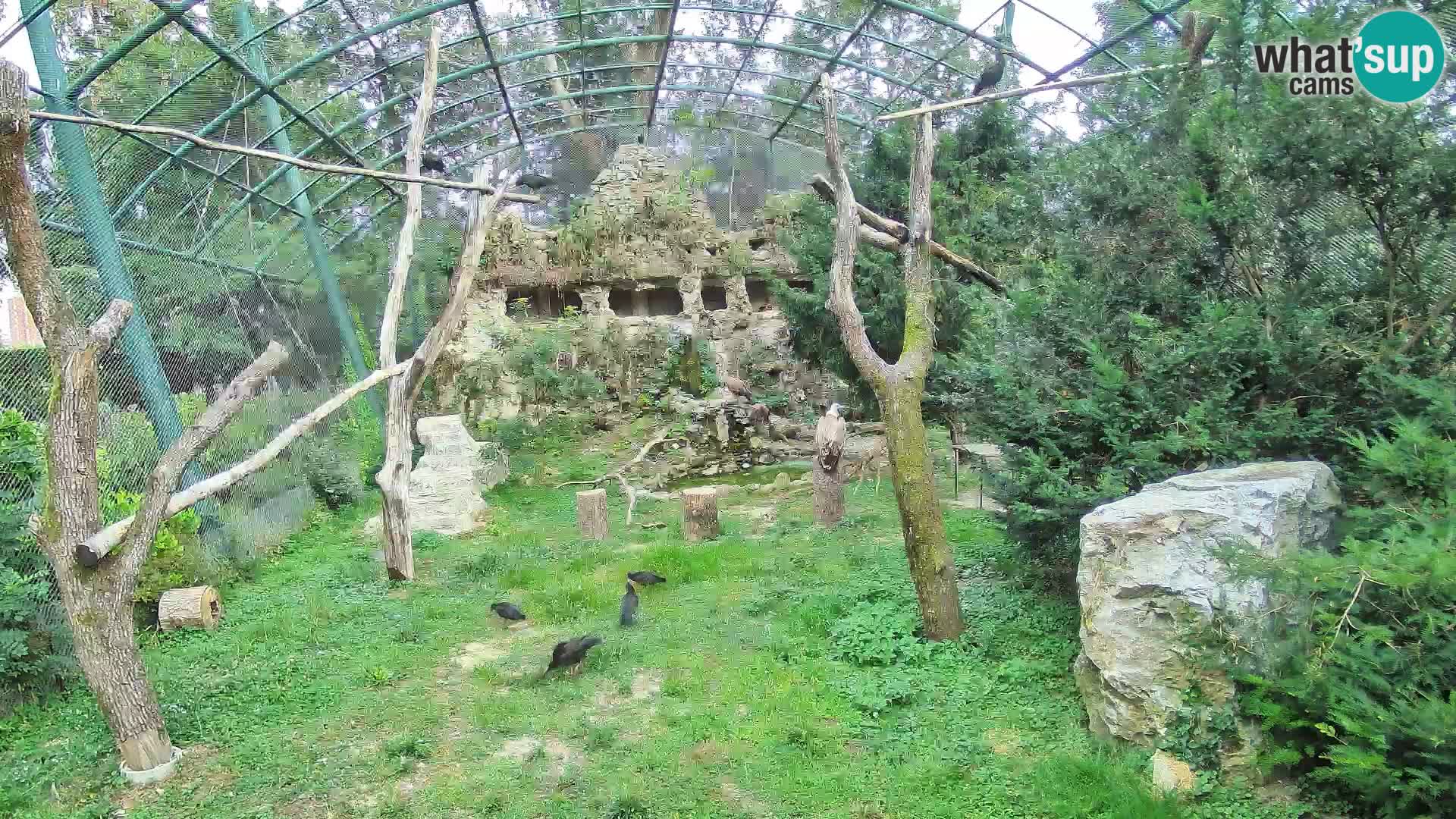 Webcam Vautour fauve – Zoo de Zagreb en direct