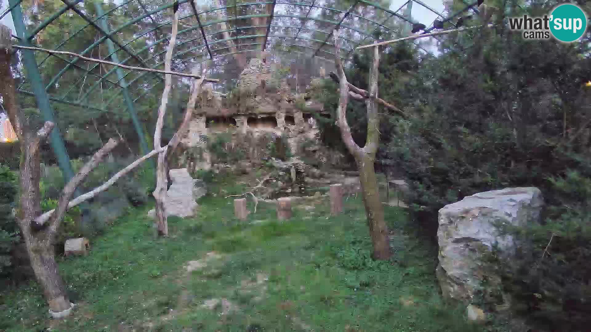 Gyps Webcam – Zagreb Zoo Live