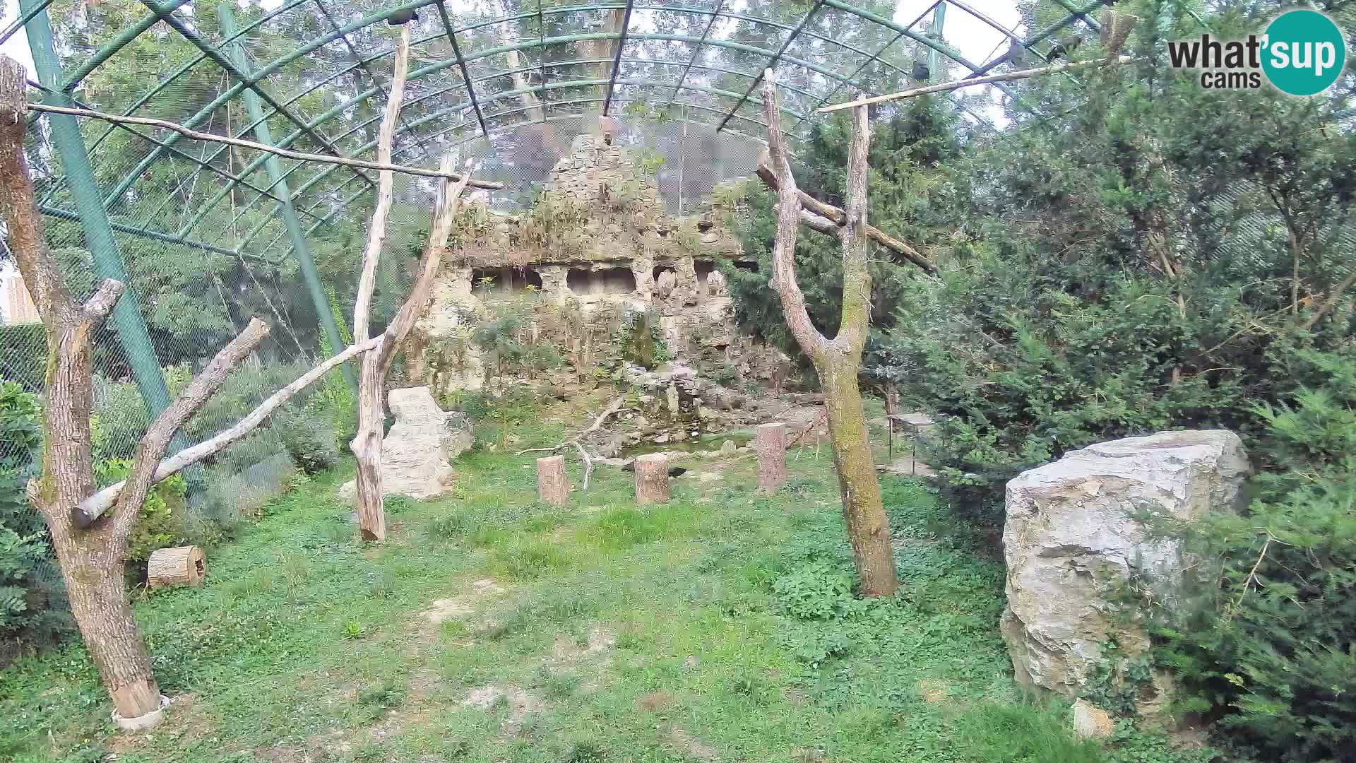 Webcam Vautour fauve – Zoo de Zagreb en direct