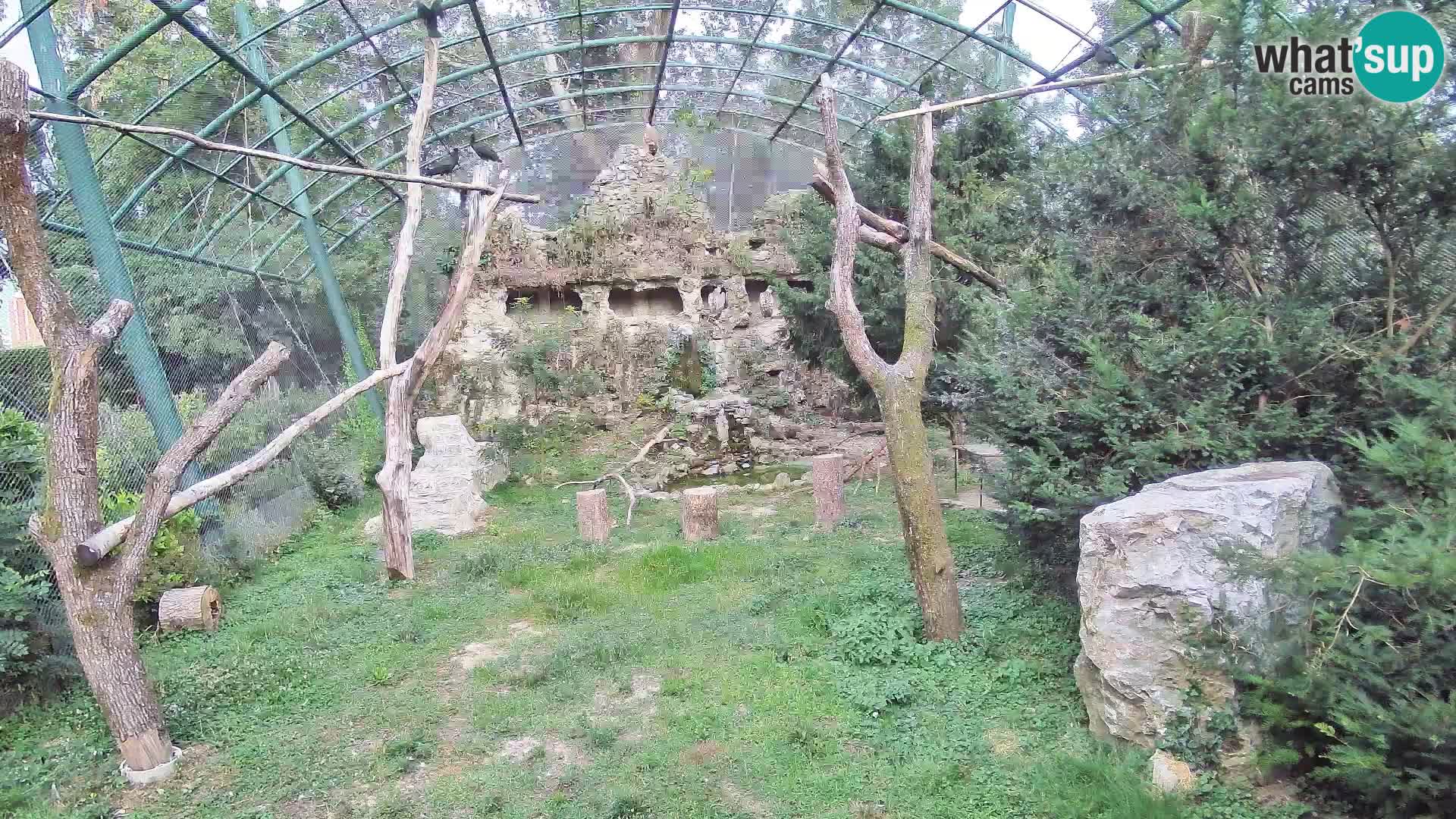 Gyps Webcam – Zagreb Zoo Live