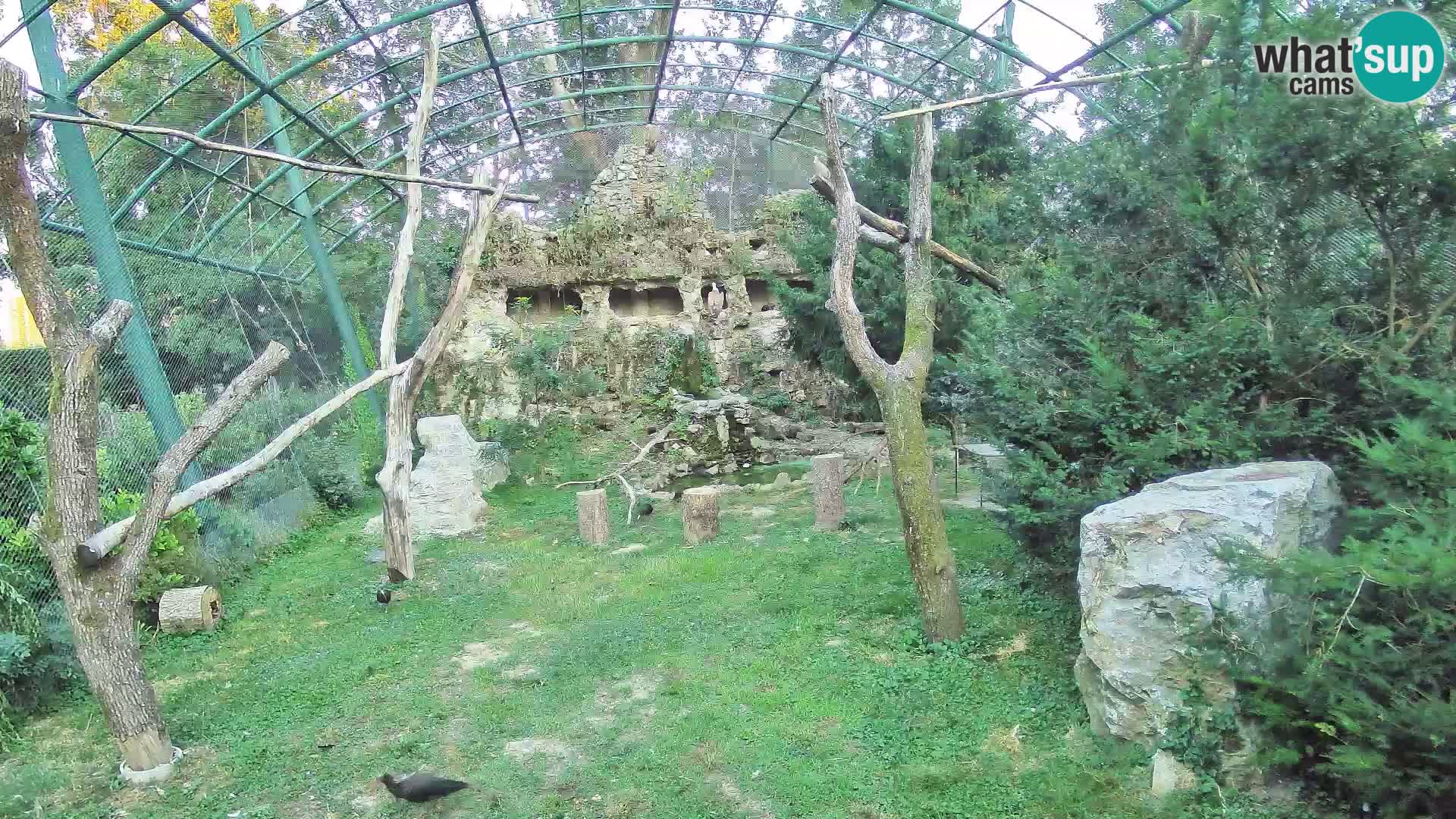 Gyps Webcam – Zagreb Zoo Live