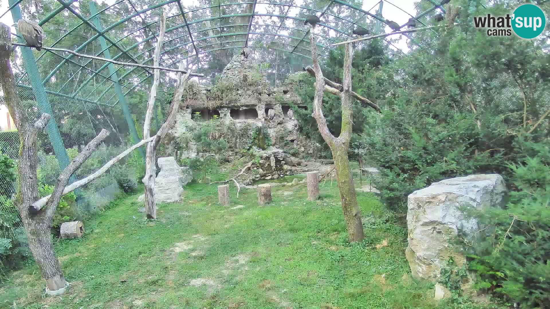 Webcam Grifone – Zoo di Zagabria in diretta
