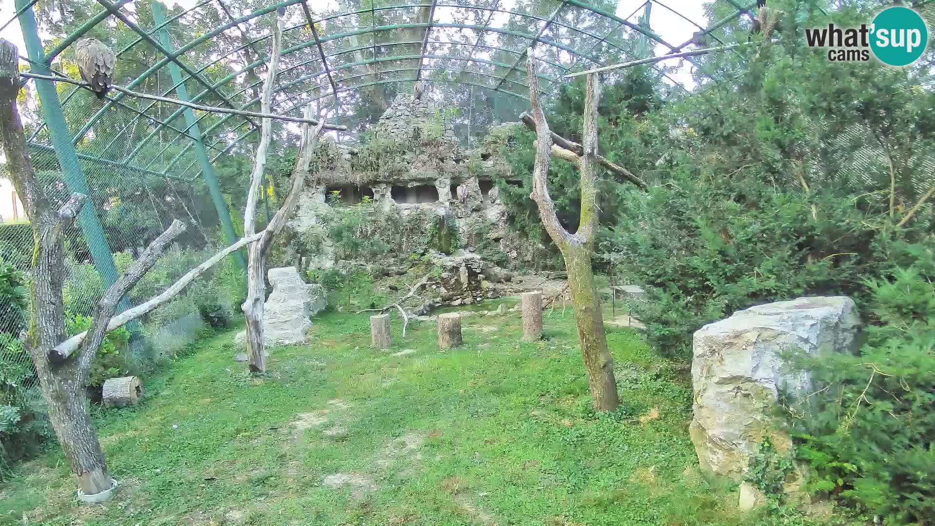 Gyps Webcam – Live aus dem Zoo Zagreb