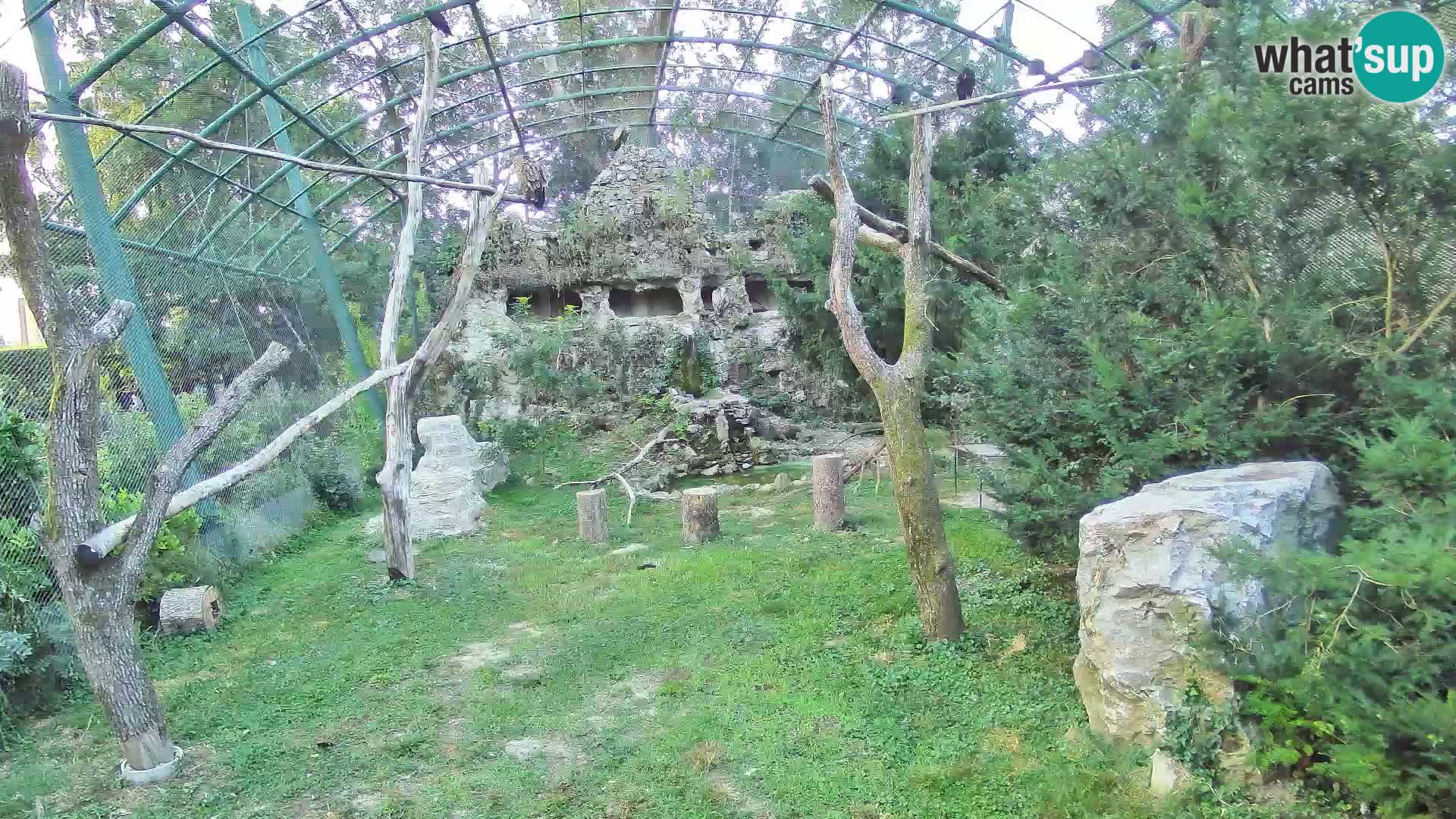 Webcam Grifone – Zoo di Zagabria in diretta