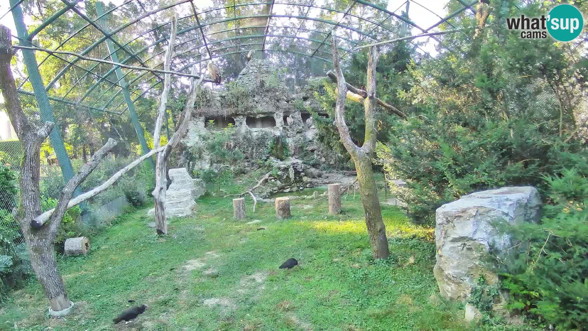 Web kamera Bjeloglavi sup – Zoološki vrt Zagreb uživo