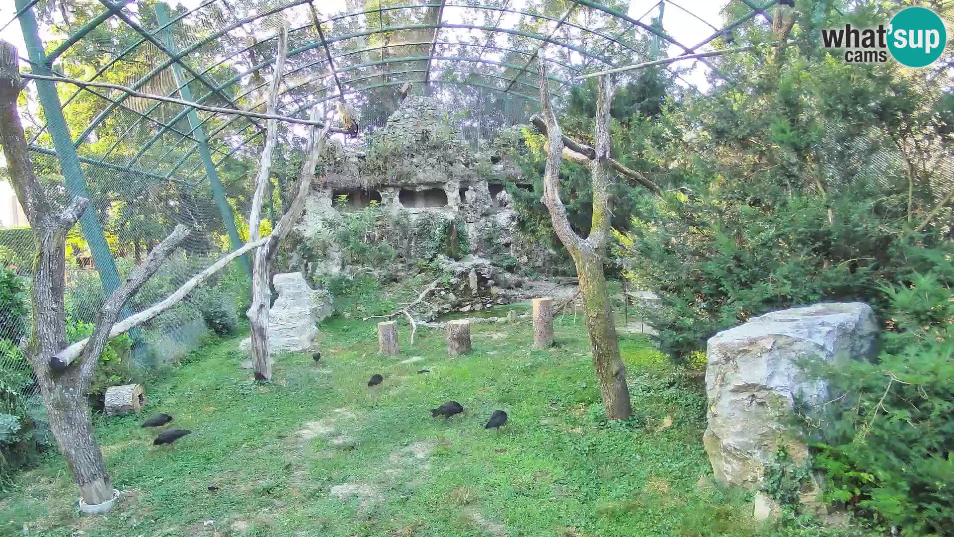 Webcam Buitre Leonado – Zoo de Zagreb en directo