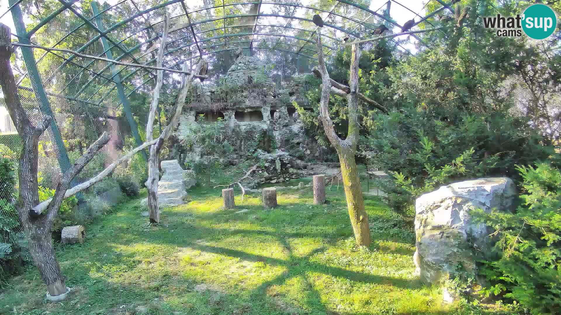 Gyps Webcam – Zagreb Zoo Live
