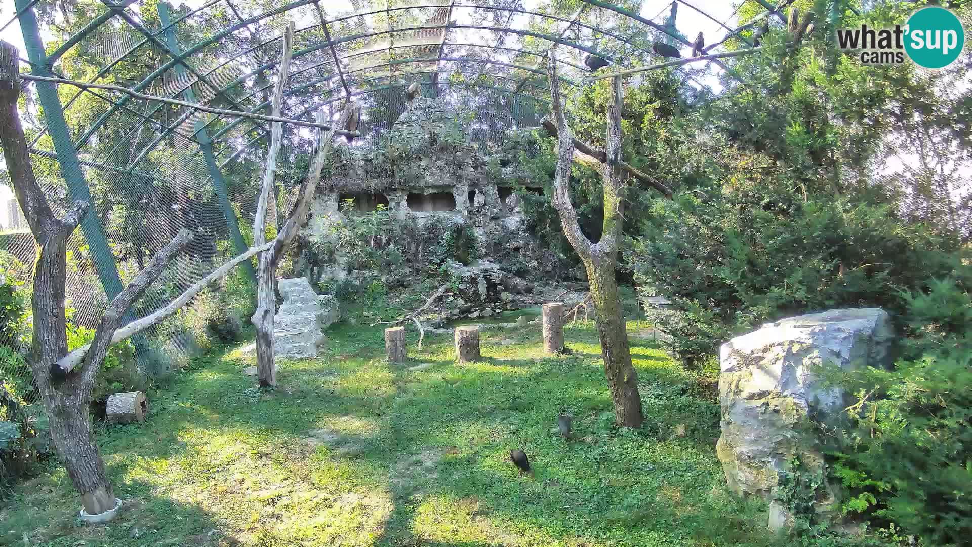 Webcam Grifone – Zoo di Zagabria in diretta