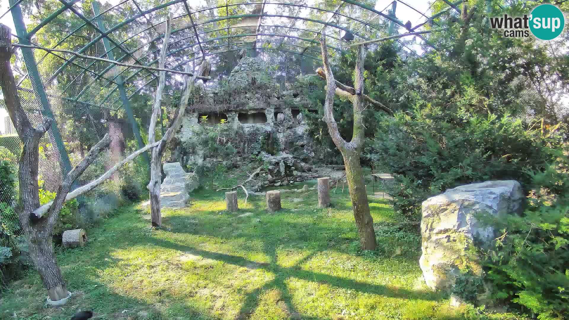 Webcam Grifone – Zoo di Zagabria in diretta