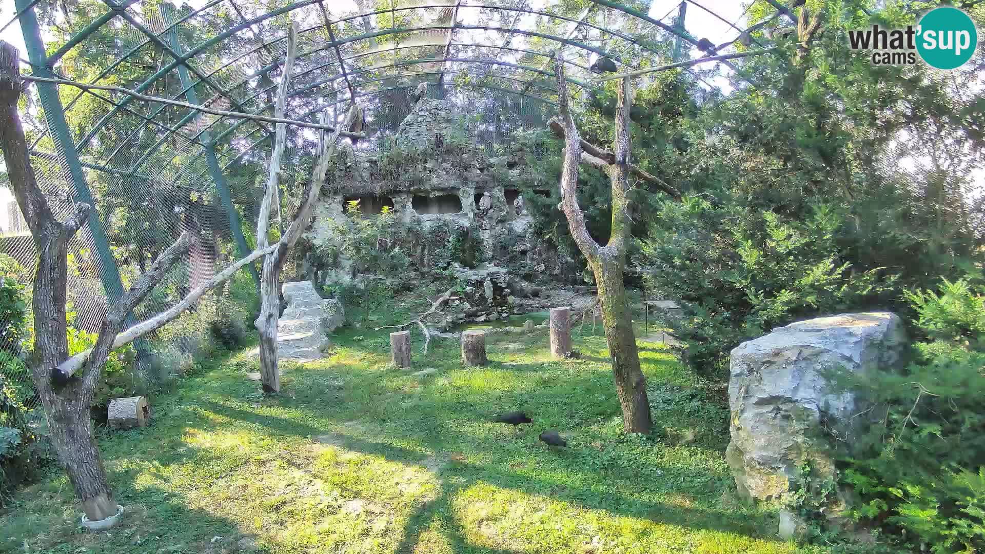 Web kamera Bjeloglavi sup – Zoološki vrt Zagreb uživo