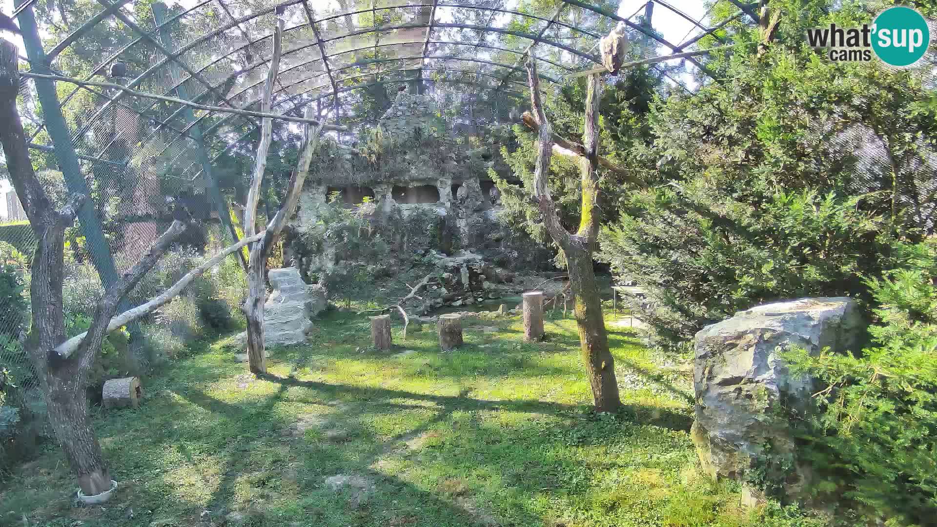 Webcam Buitre Leonado – Zoo de Zagreb en directo