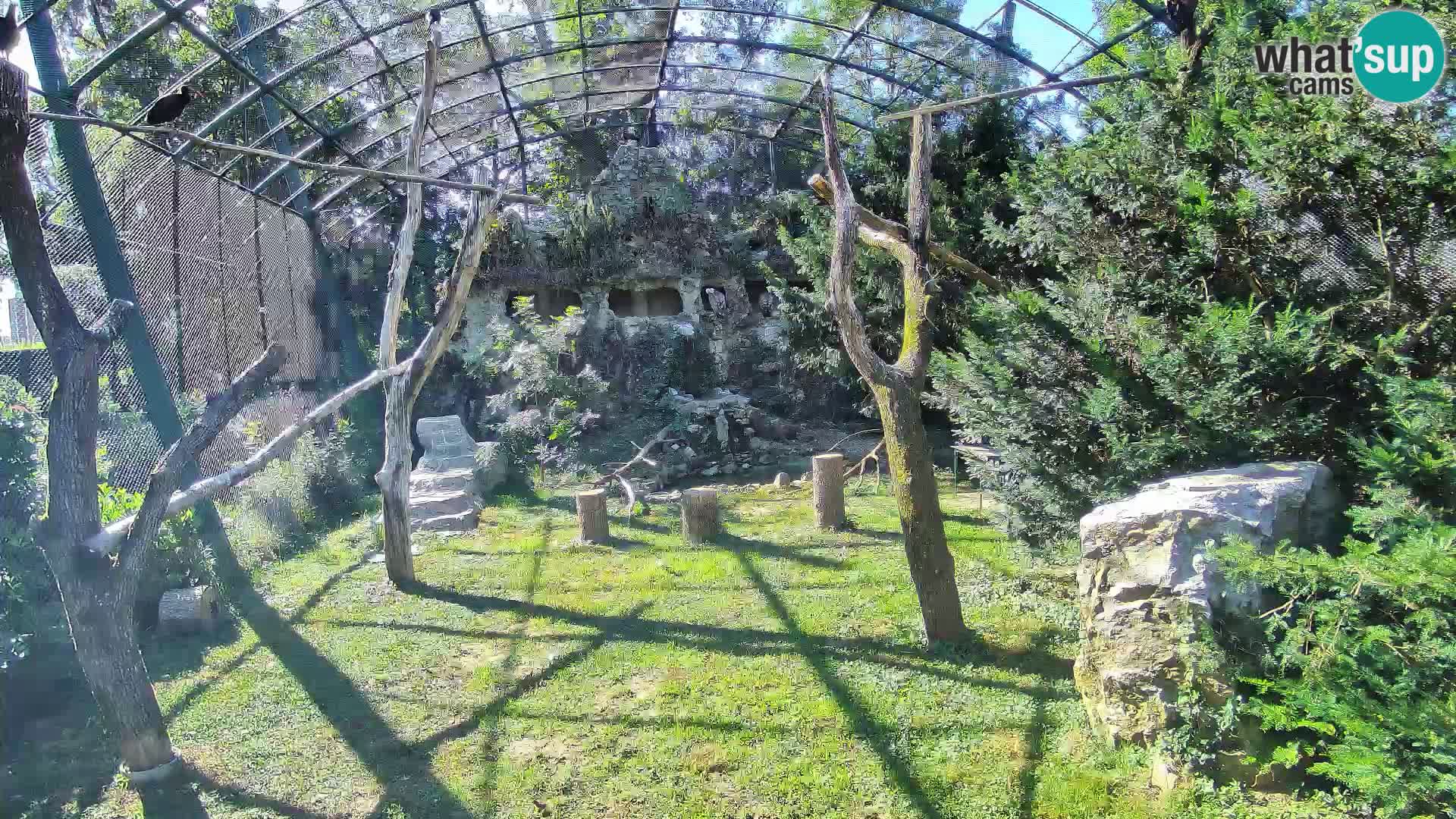 Gyps Webcam – Zagreb Zoo Live