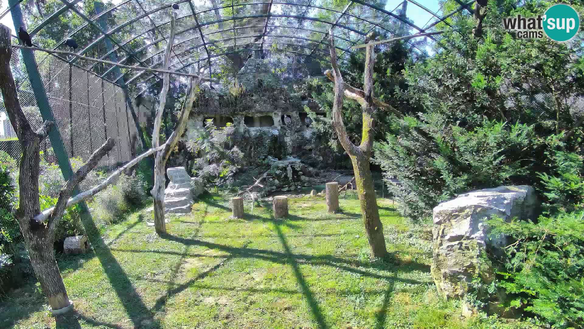Web kamera Bjeloglavi sup – Zoološki vrt Zagreb uživo