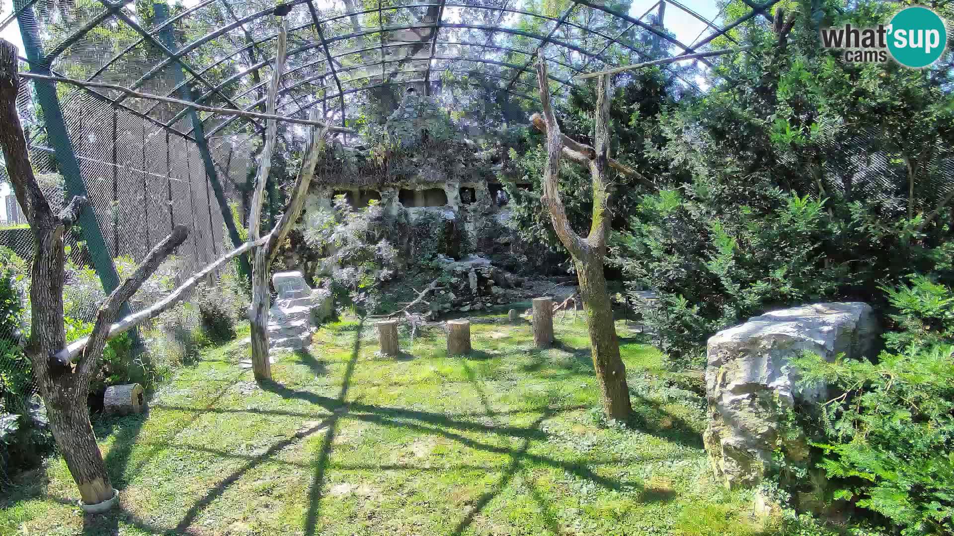 Web kamera Bjeloglavi sup – Zoološki vrt Zagreb uživo