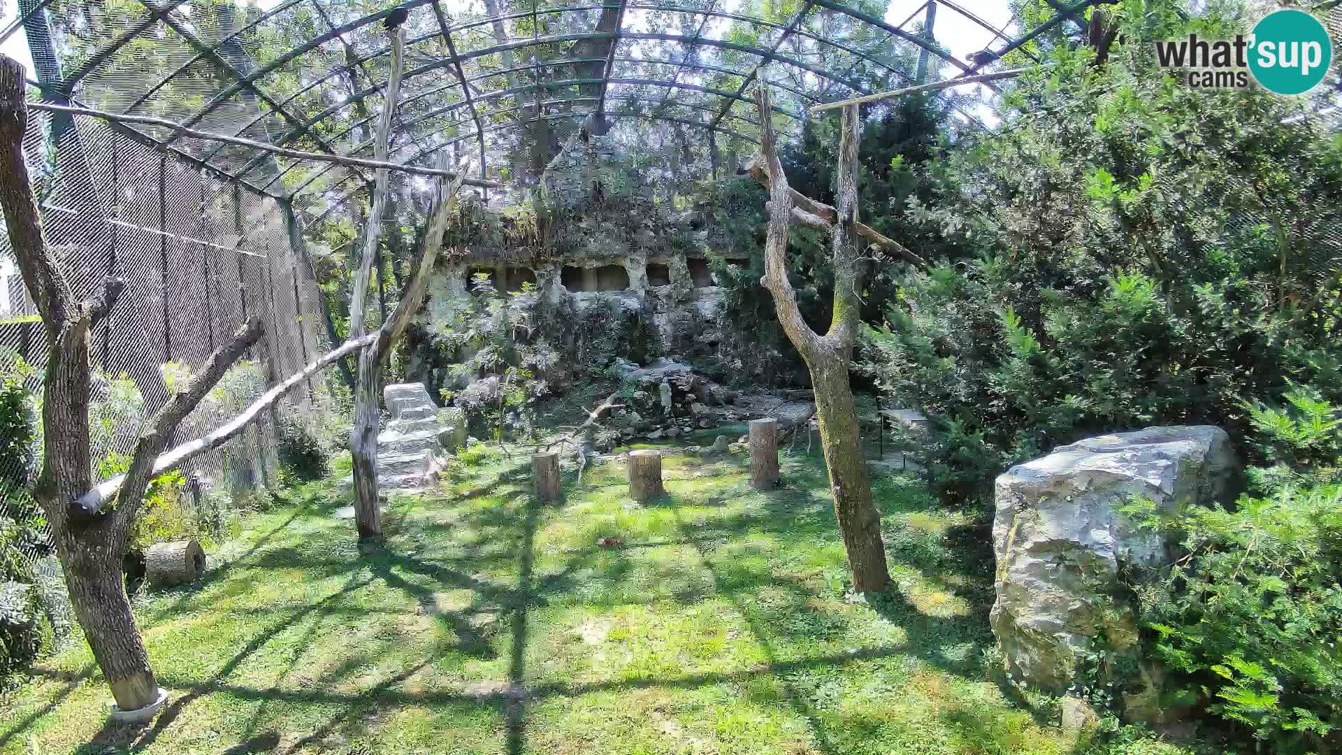Webcam Grifone – Zoo di Zagabria in diretta