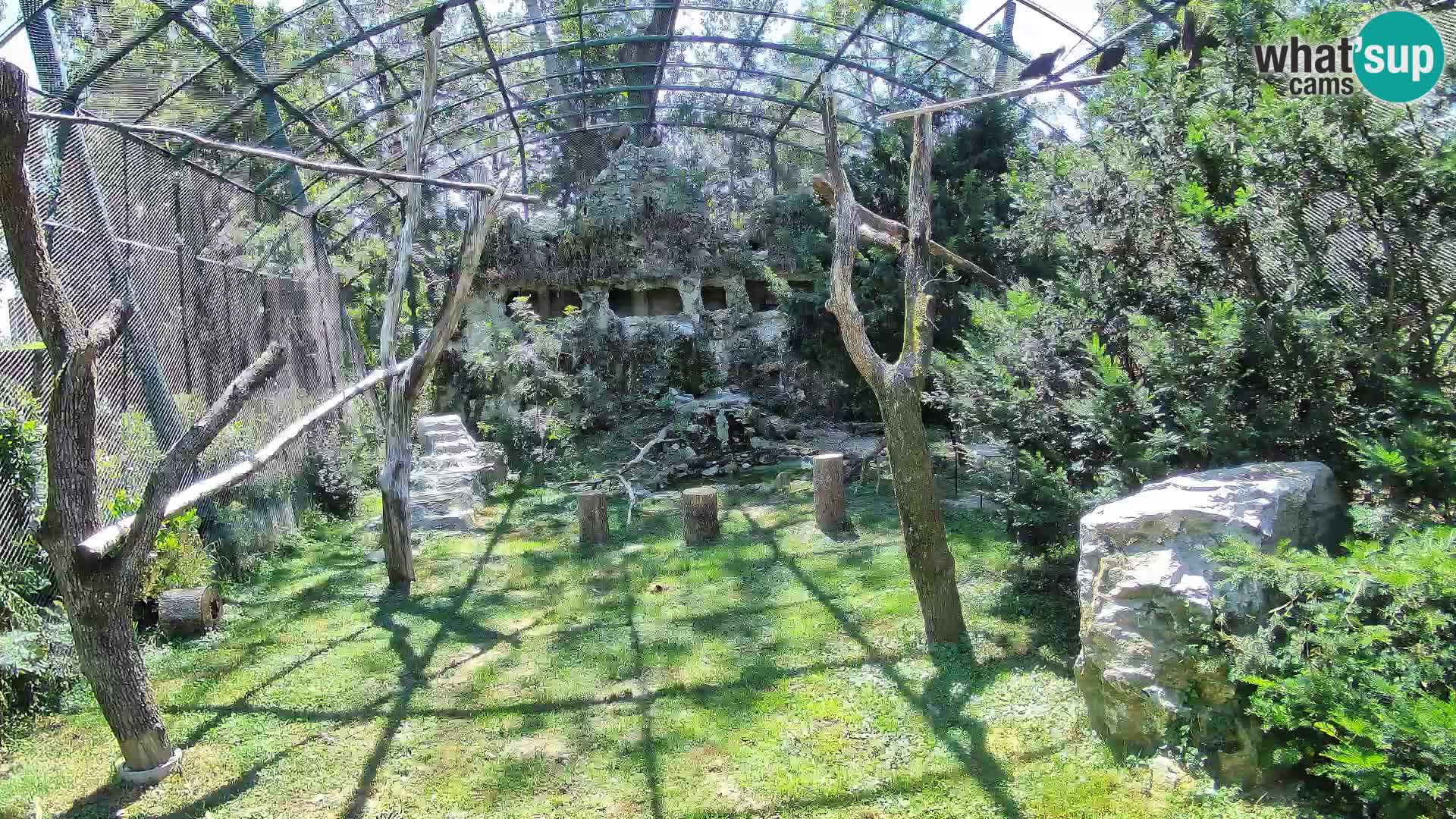 Web kamera Bjeloglavi sup – Zoološki vrt Zagreb uživo