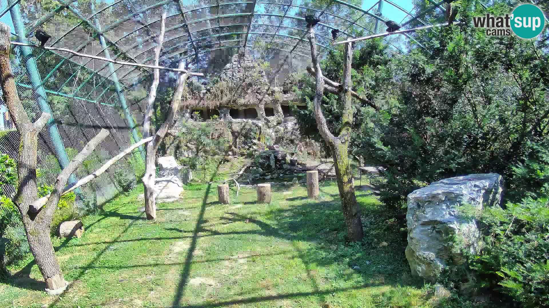 Gyps Webcam – Zagreb Zoo Live