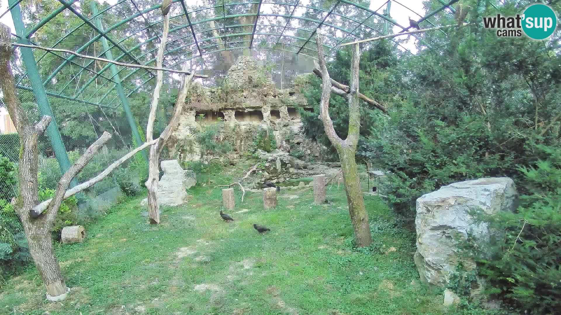 Gyps Webcam – Zagreb Zoo Live