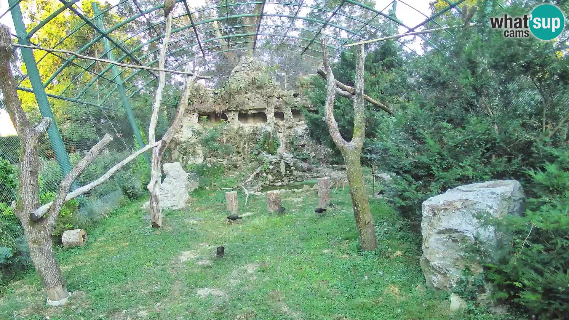 Webcam Grifone – Zoo di Zagabria in diretta