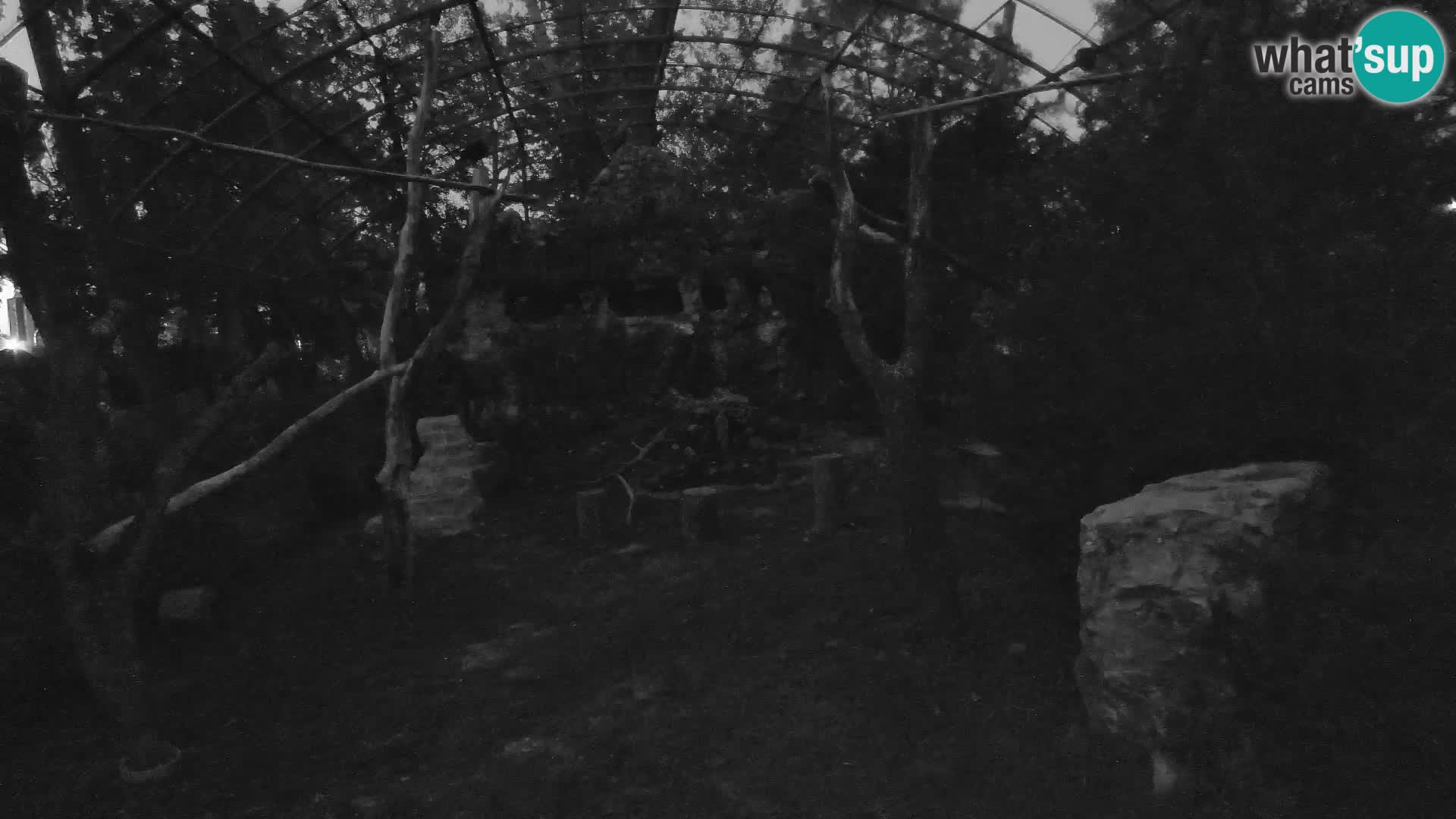 Webcam Vautour fauve – Zoo de Zagreb en direct