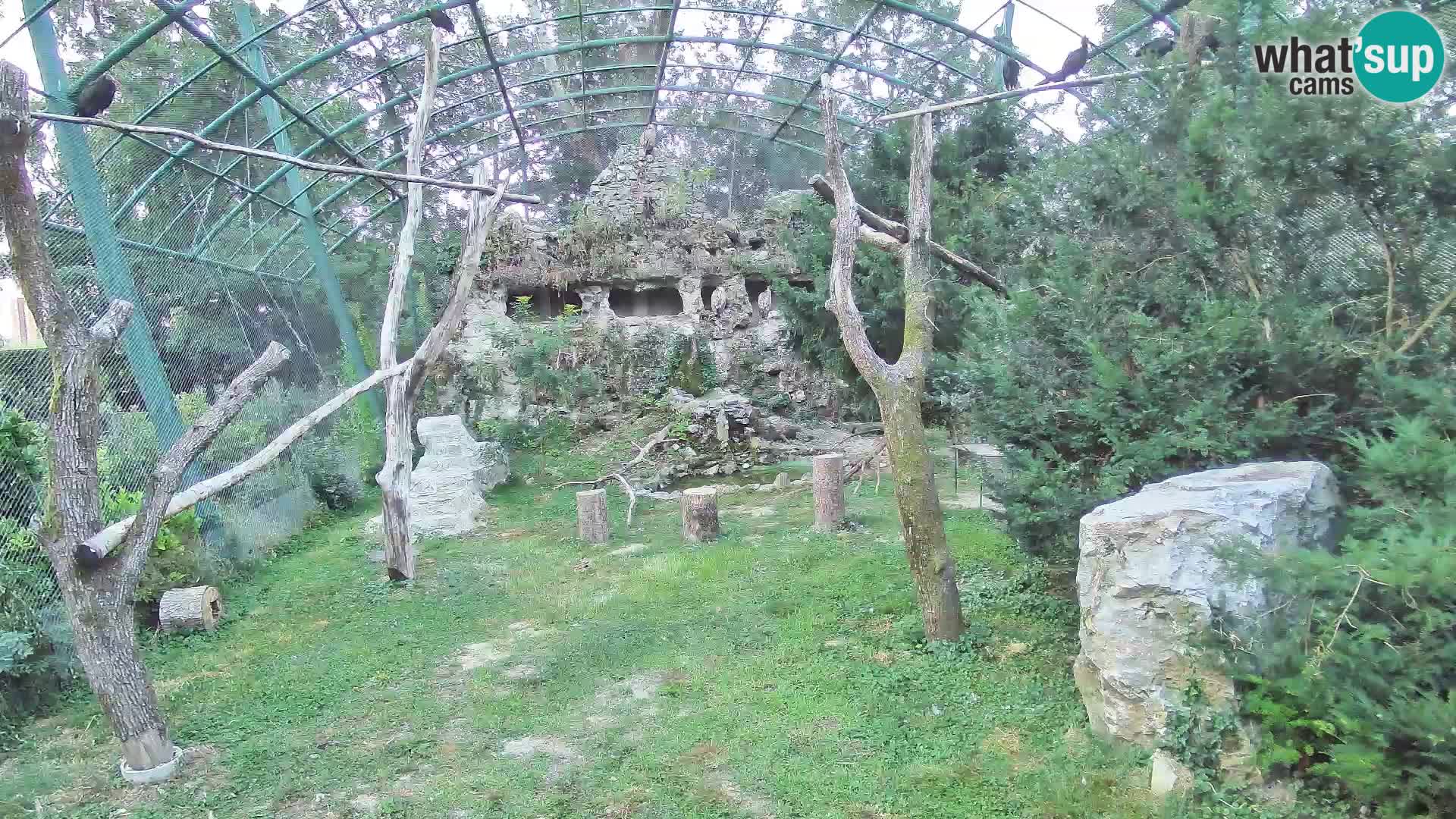 Webcam Vautour fauve – Zoo de Zagreb en direct
