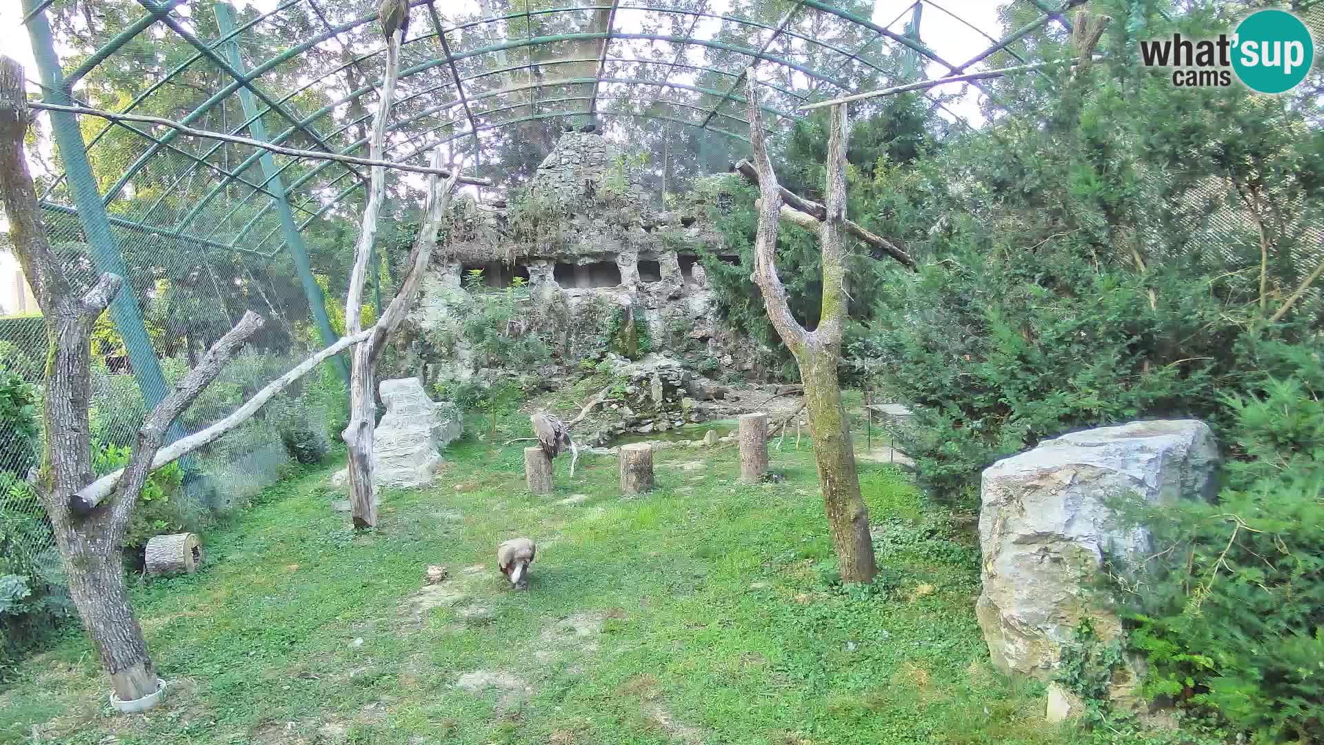 Webcam Vautour fauve – Zoo de Zagreb en direct