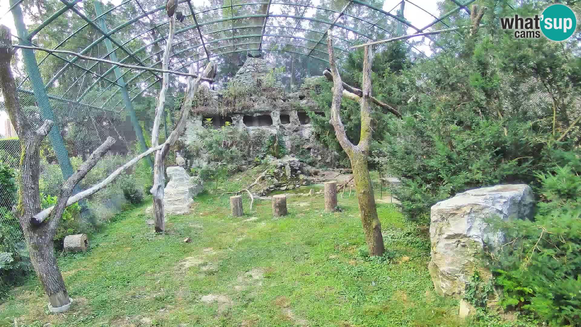 Gyps Webcam – Zagreb Zoo Live