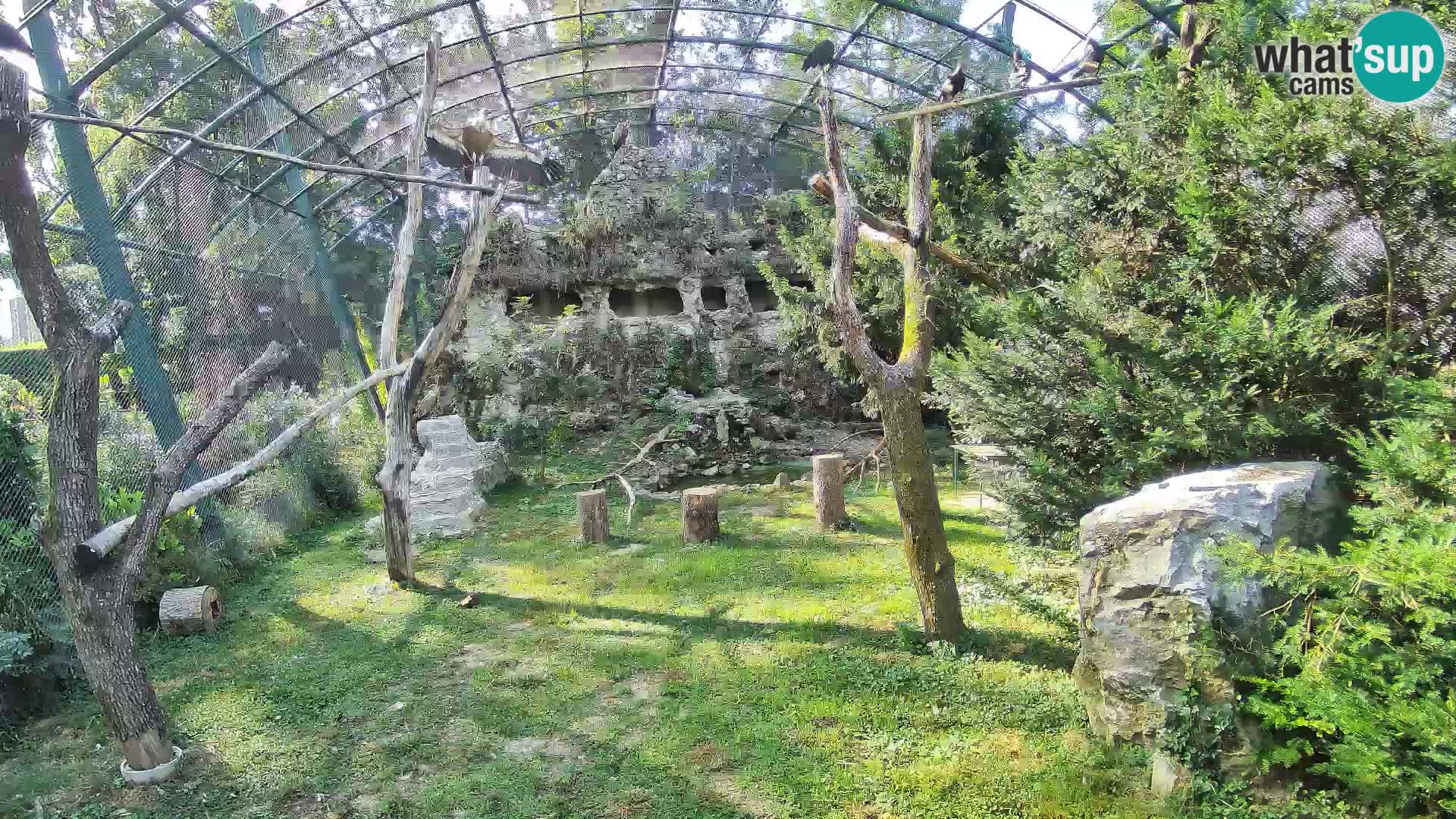 Gyps Webcam – Zagreb Zoo Live