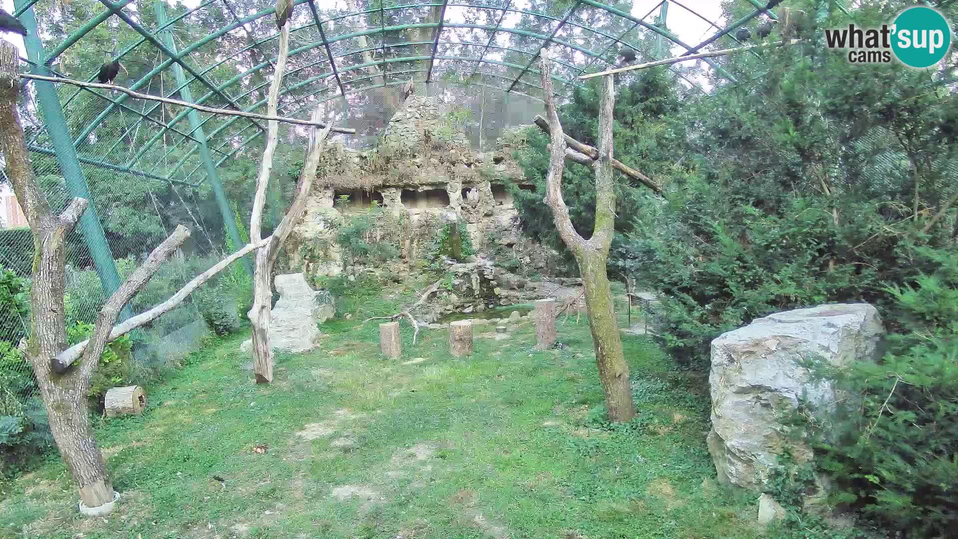 Gyps Webcam – Zagreb Zoo Live
