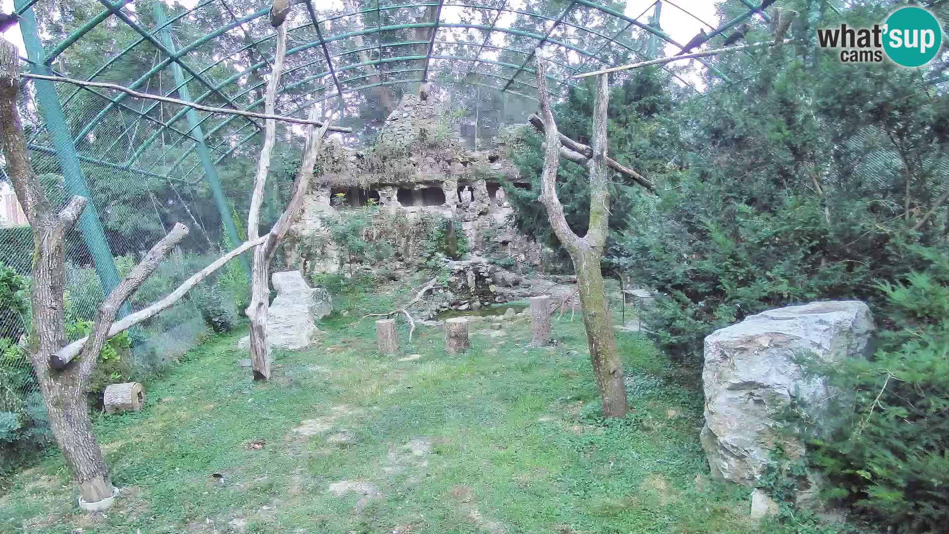 Gyps Webcam – Zagreb Zoo Live