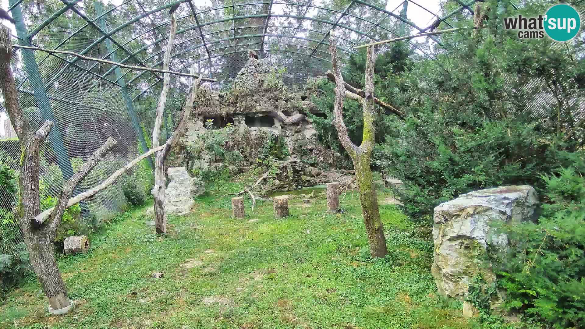 Gyps Webcam – Zagreb Zoo Live