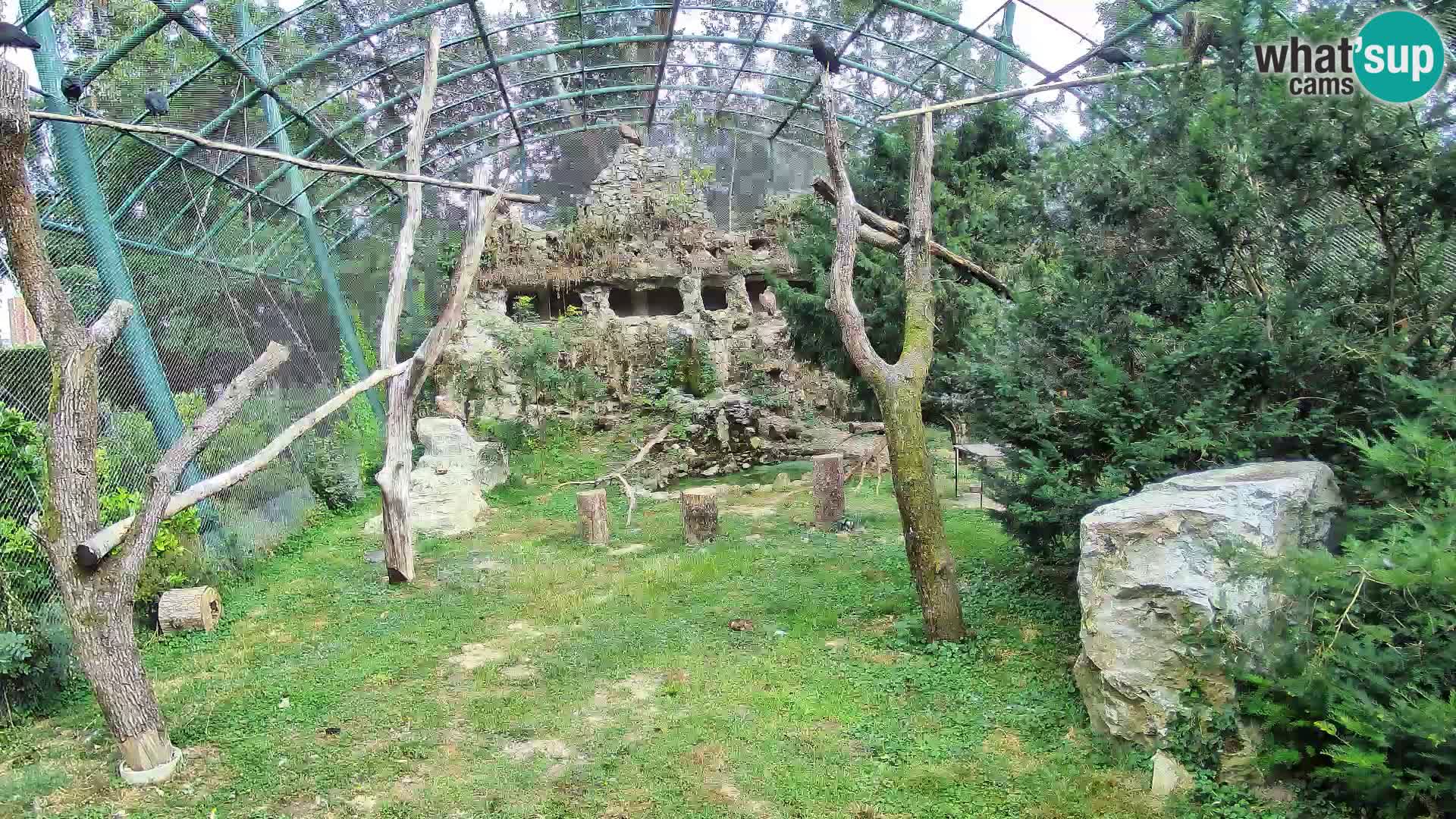 Webcam Vautour fauve – Zoo de Zagreb en direct