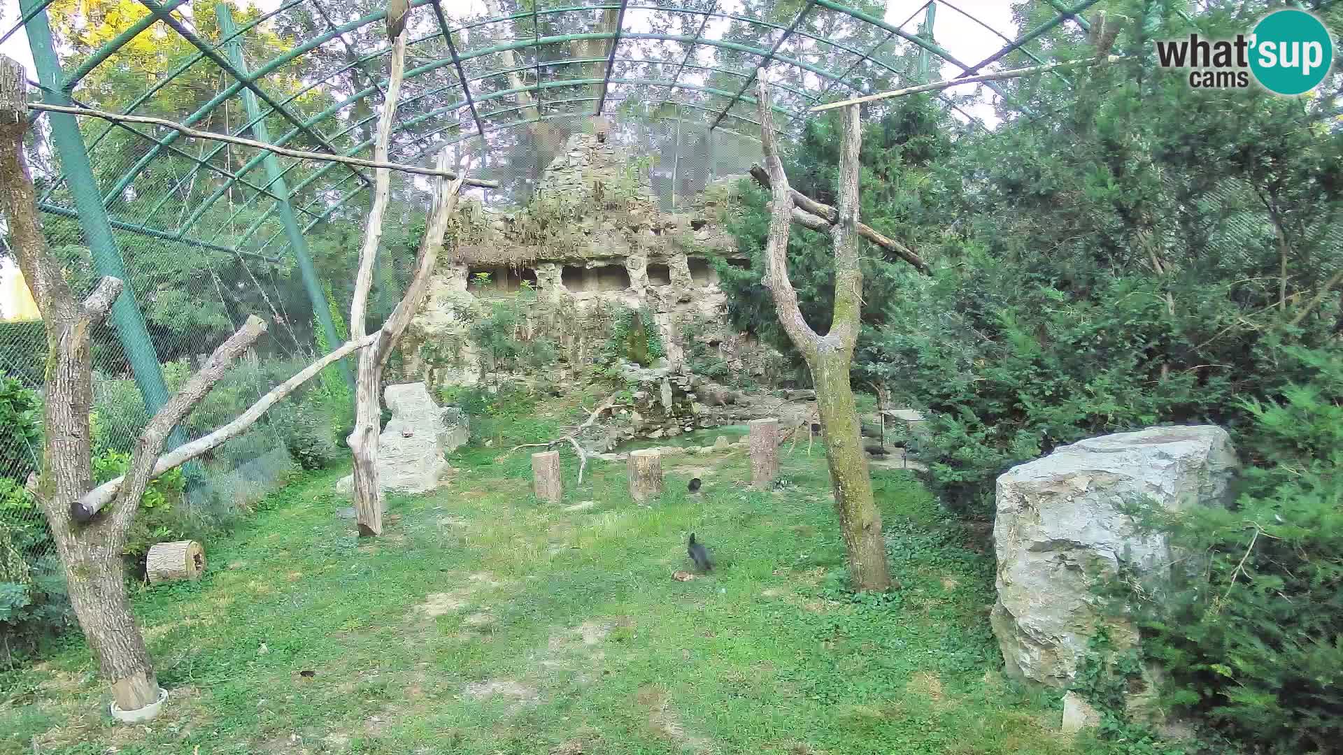 Gyps Webcam – Zagreb Zoo Live