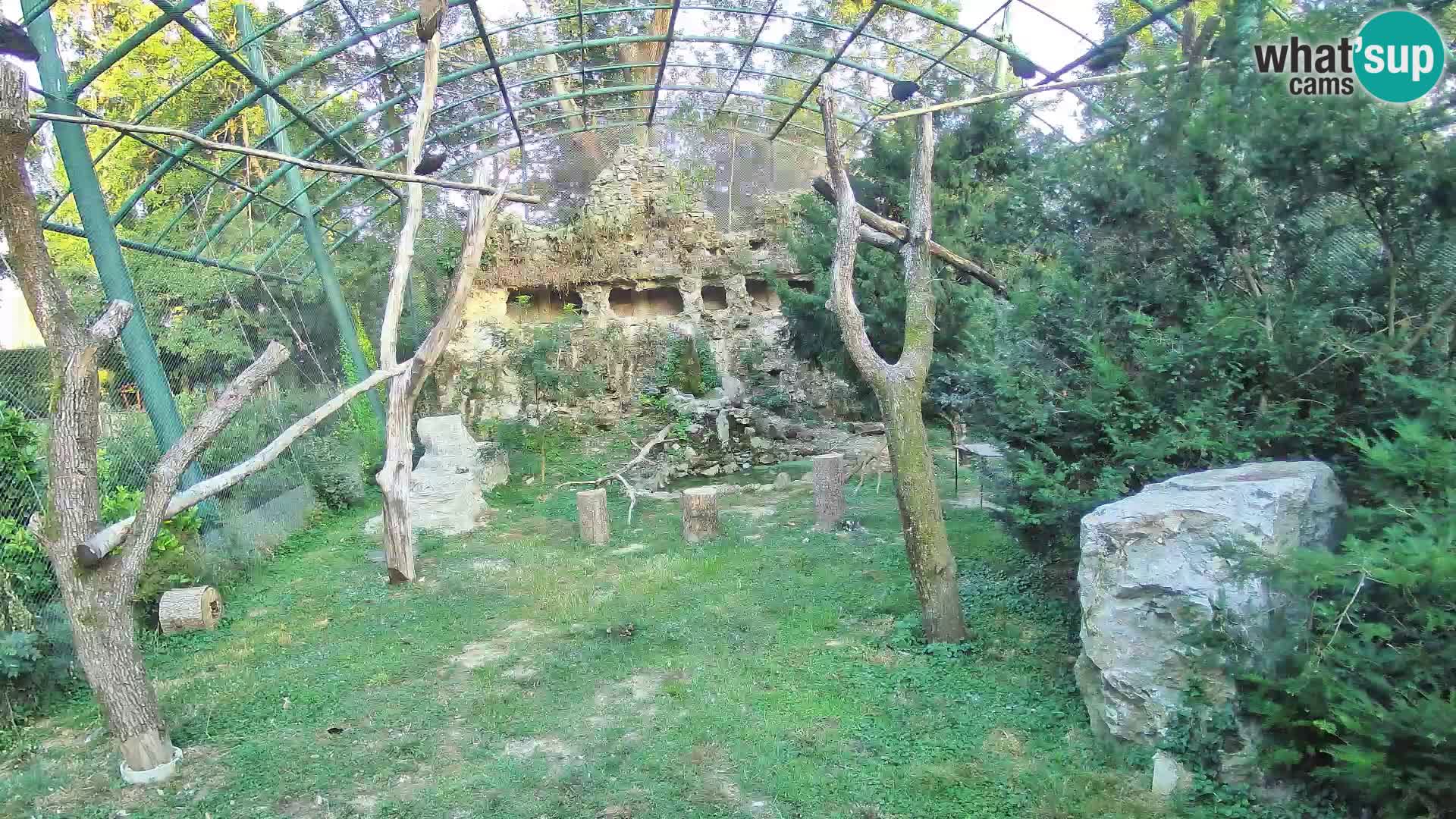 Gyps Webcam – Zagreb Zoo Live