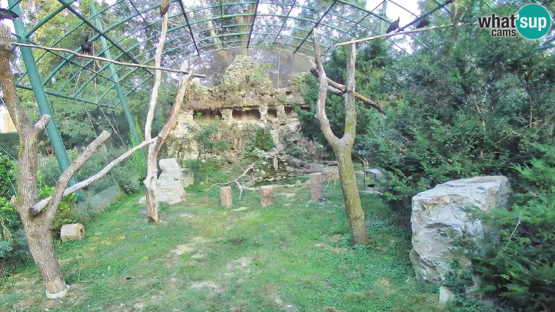 Gyps Webcam – Zagreb Zoo Live
