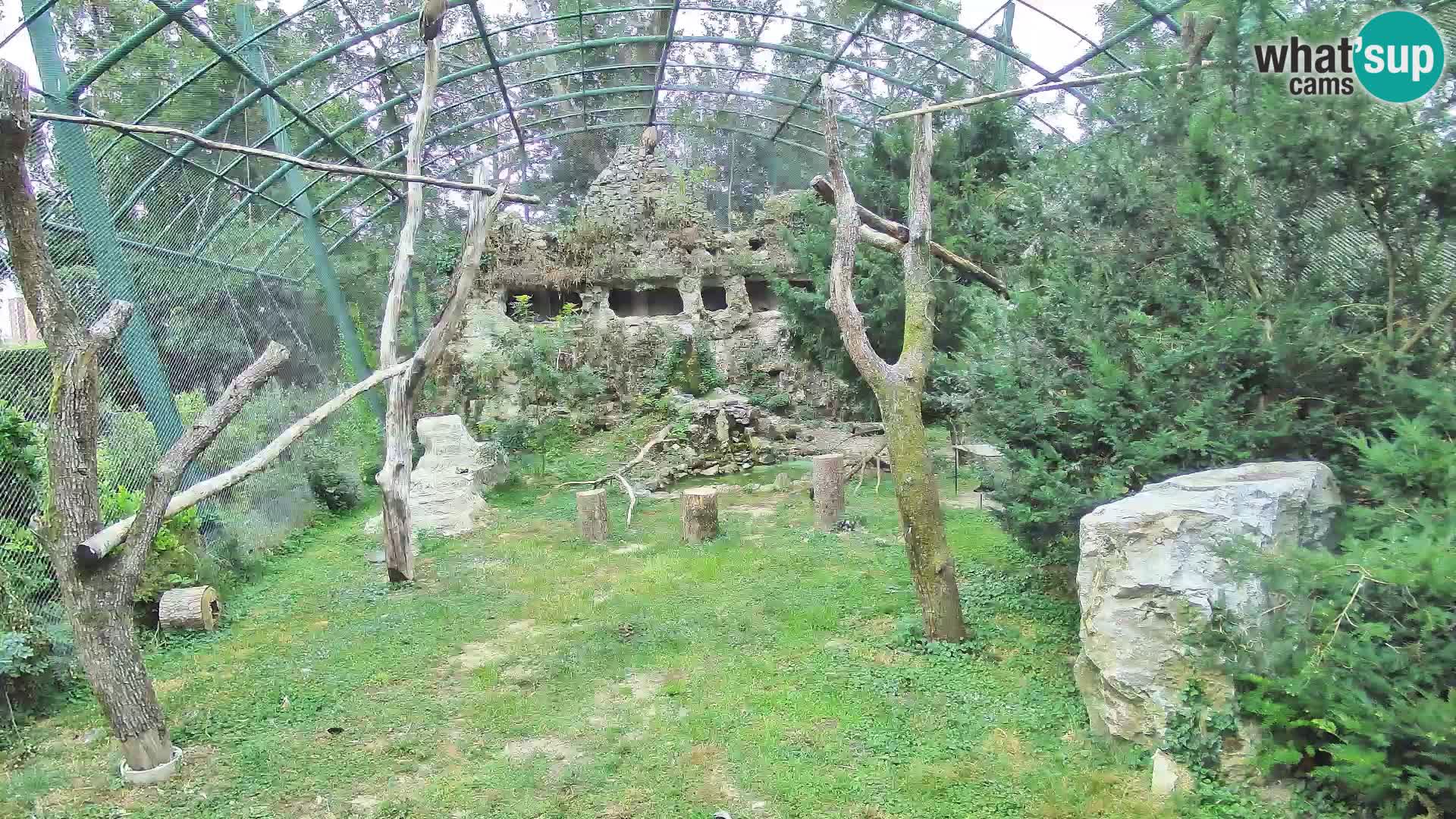 Webcam Grifone – Zoo di Zagabria in diretta