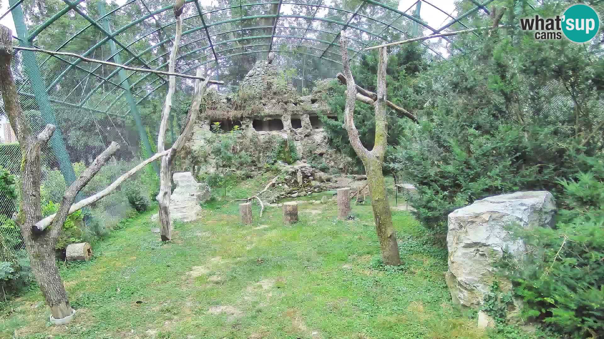 Webcam Grifone – Zoo di Zagabria in diretta