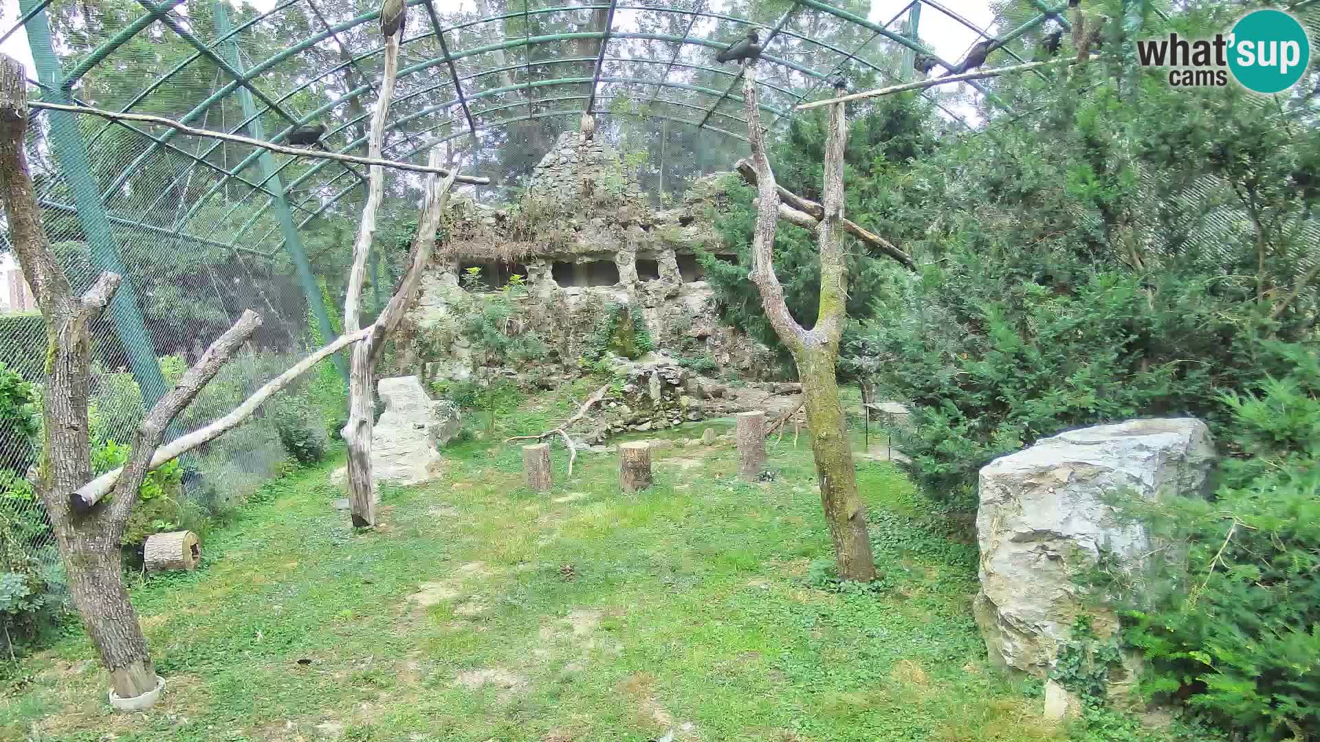 Webcam Grifone – Zoo di Zagabria in diretta