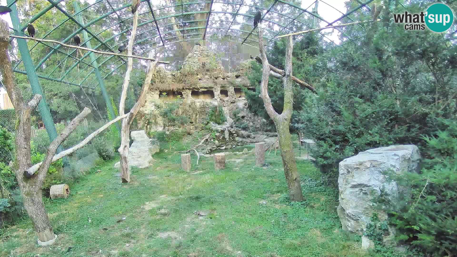 Gyps Webcam – Live aus dem Zoo Zagreb