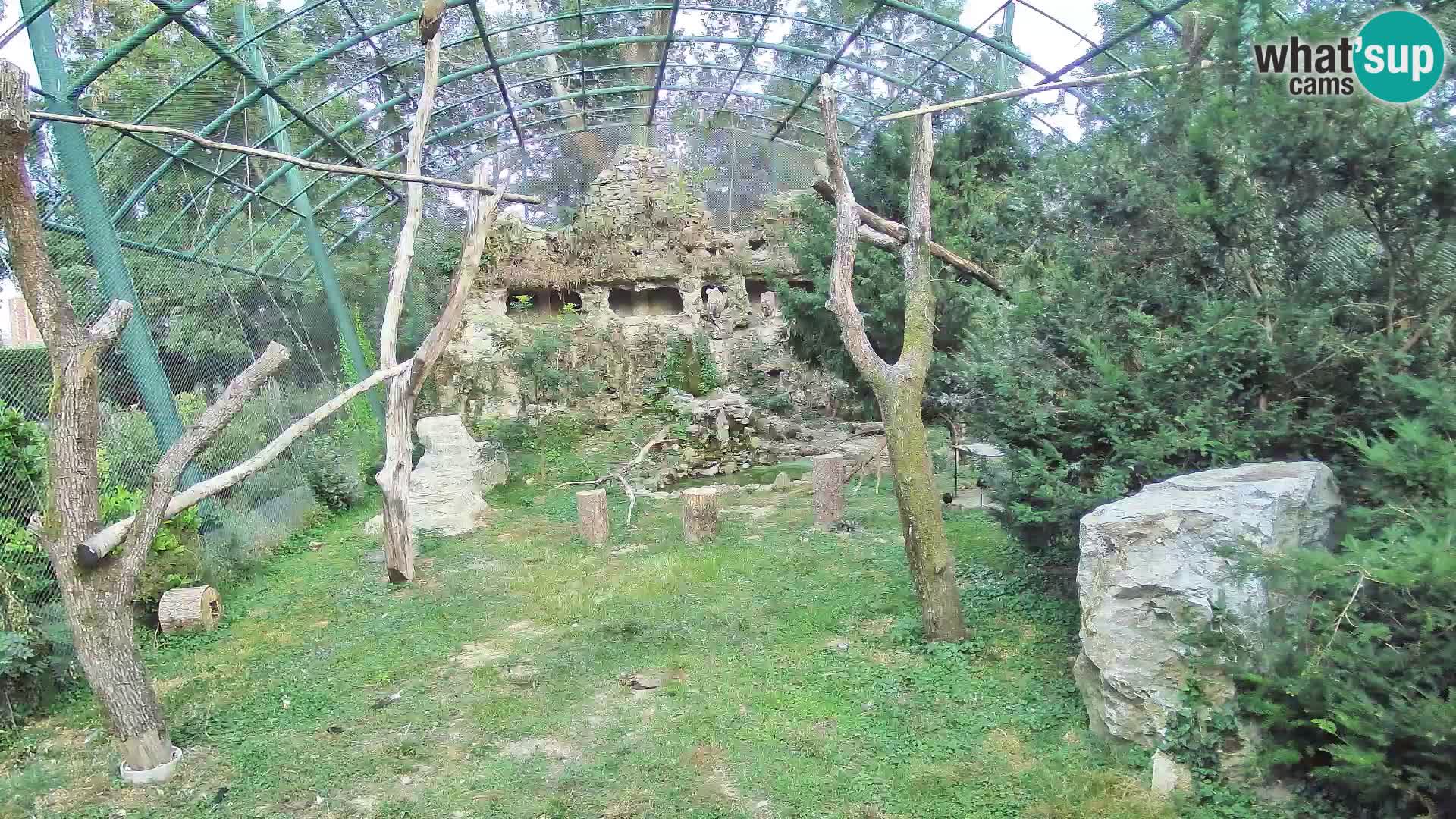 Gyps Webcam – Zagreb Zoo Live