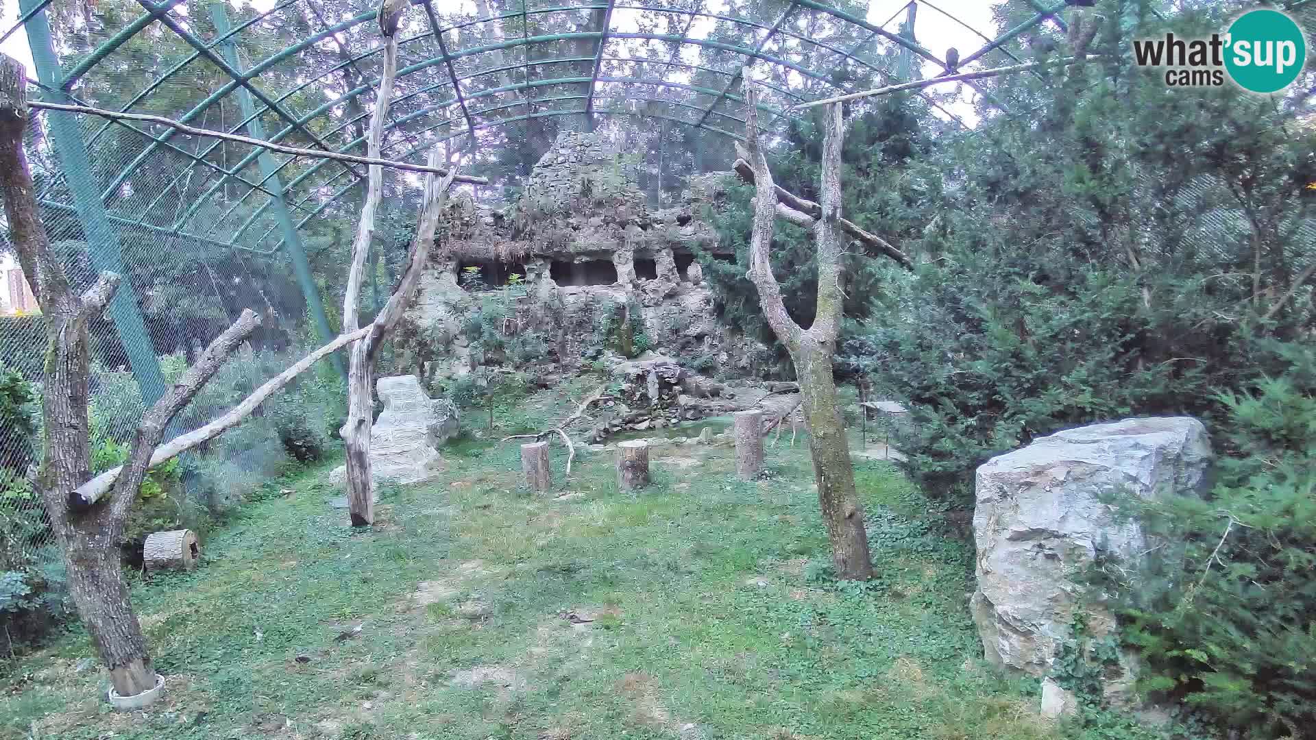 Gyps Webcam – Live aus dem Zoo Zagreb