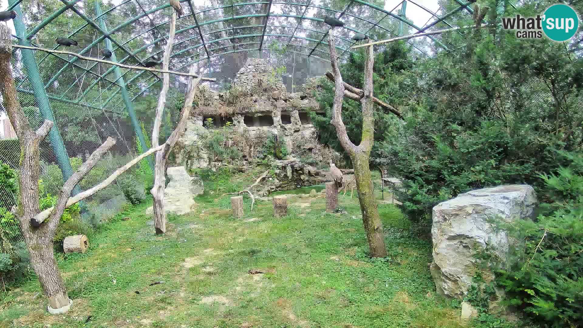 Webcam Grifone – Zoo di Zagabria in diretta