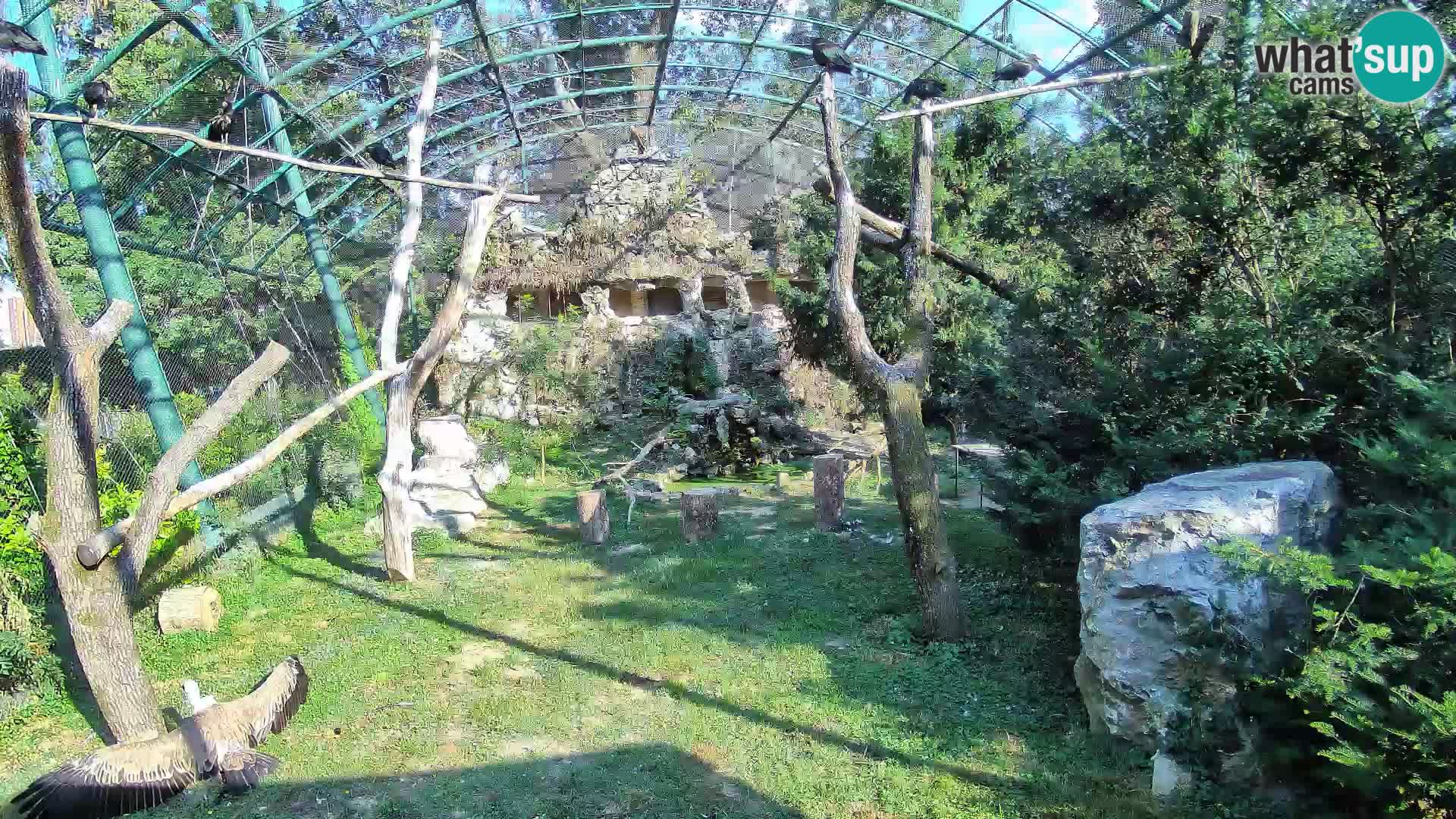 Webcam Grifone – Zoo di Zagabria in diretta