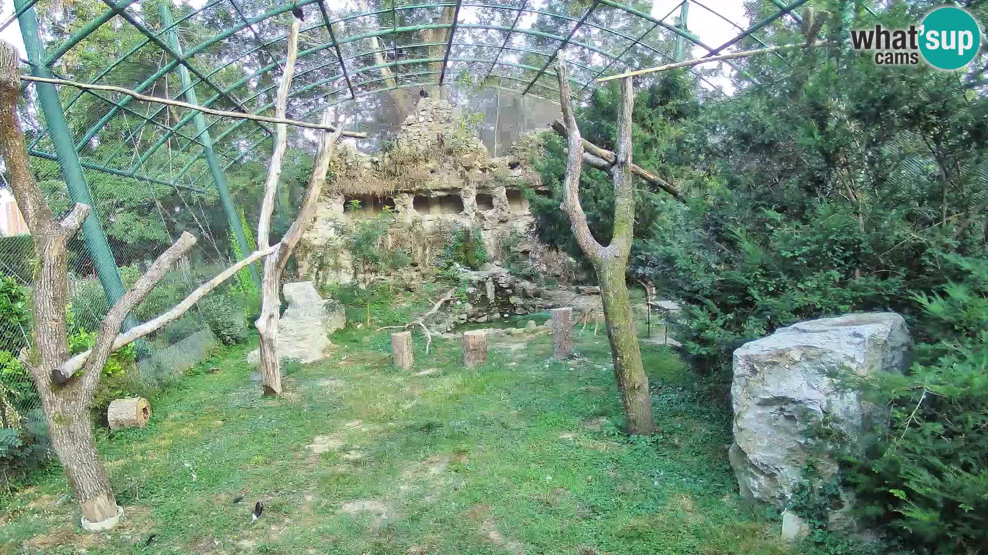 Webcam Buitre Leonado – Zoo de Zagreb en directo