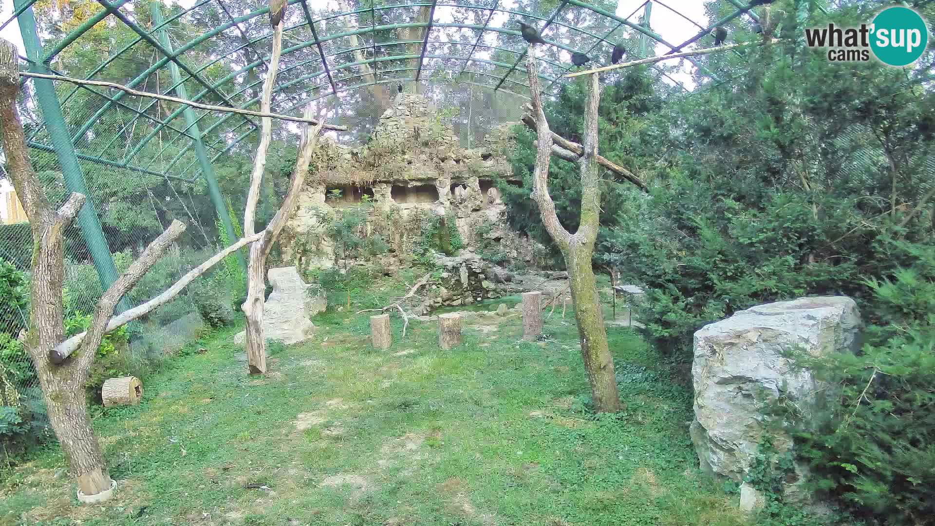 Webcam Vautour fauve – Zoo de Zagreb en direct