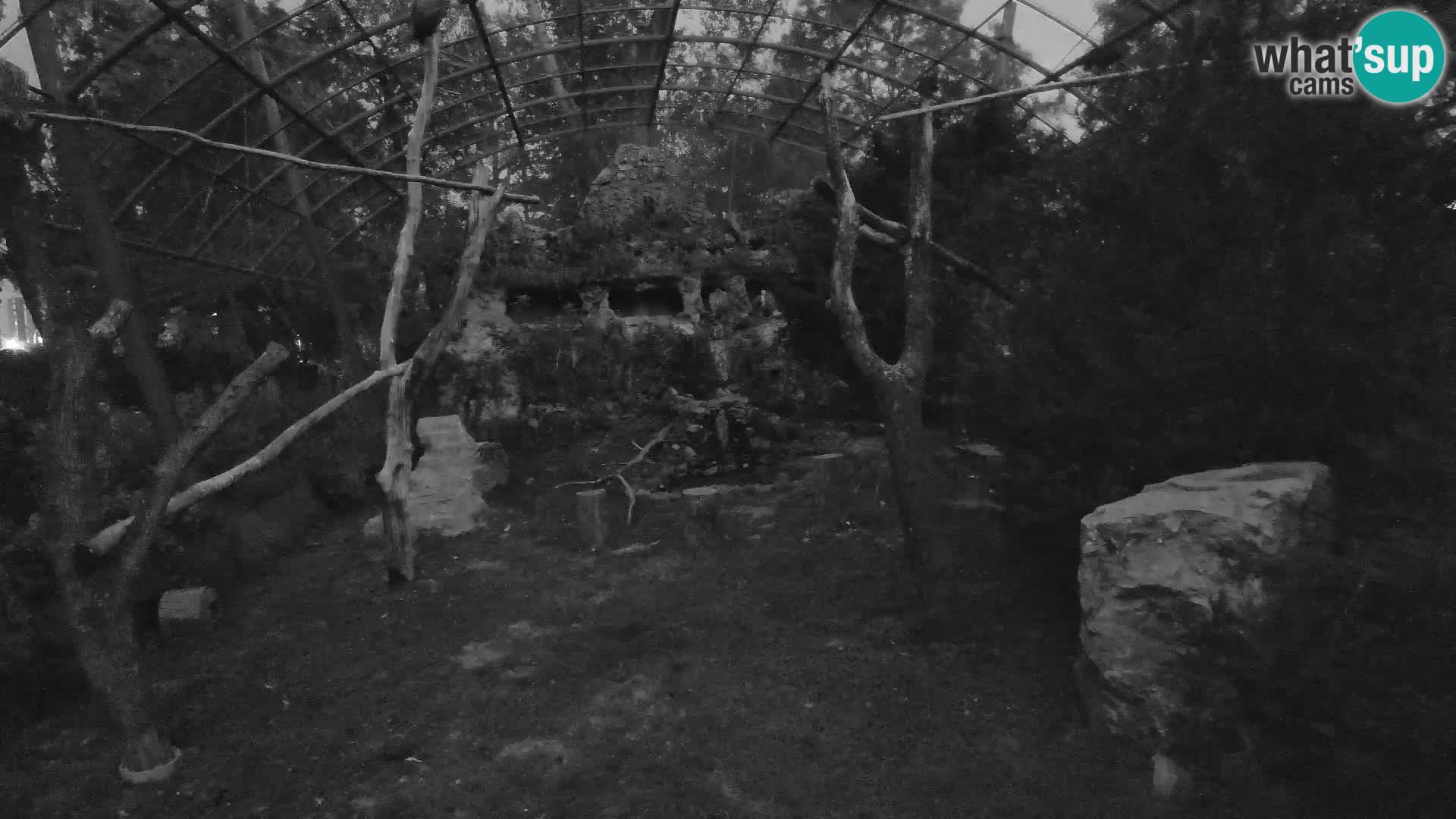 Webcam Vautour fauve – Zoo de Zagreb en direct