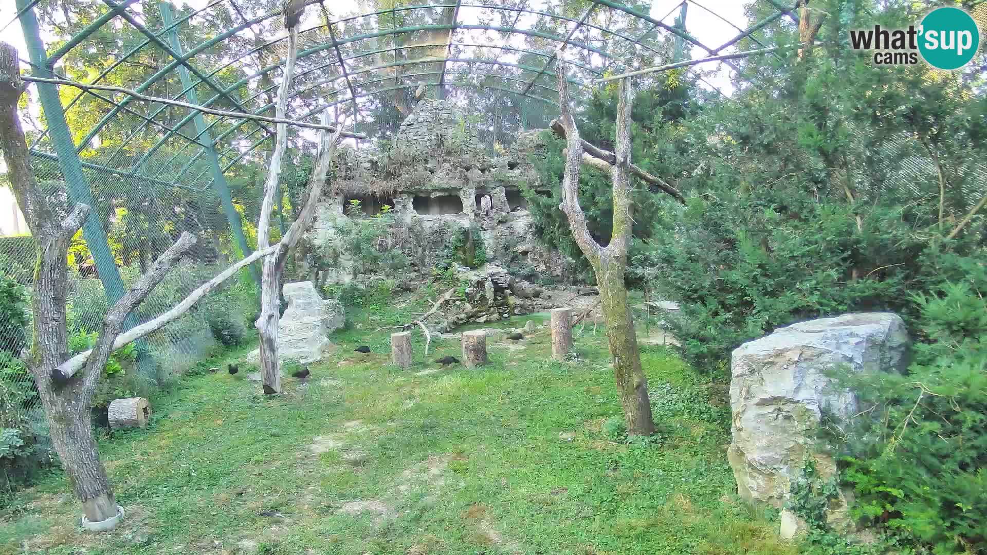 Gyps Webcam – Zagreb Zoo Live