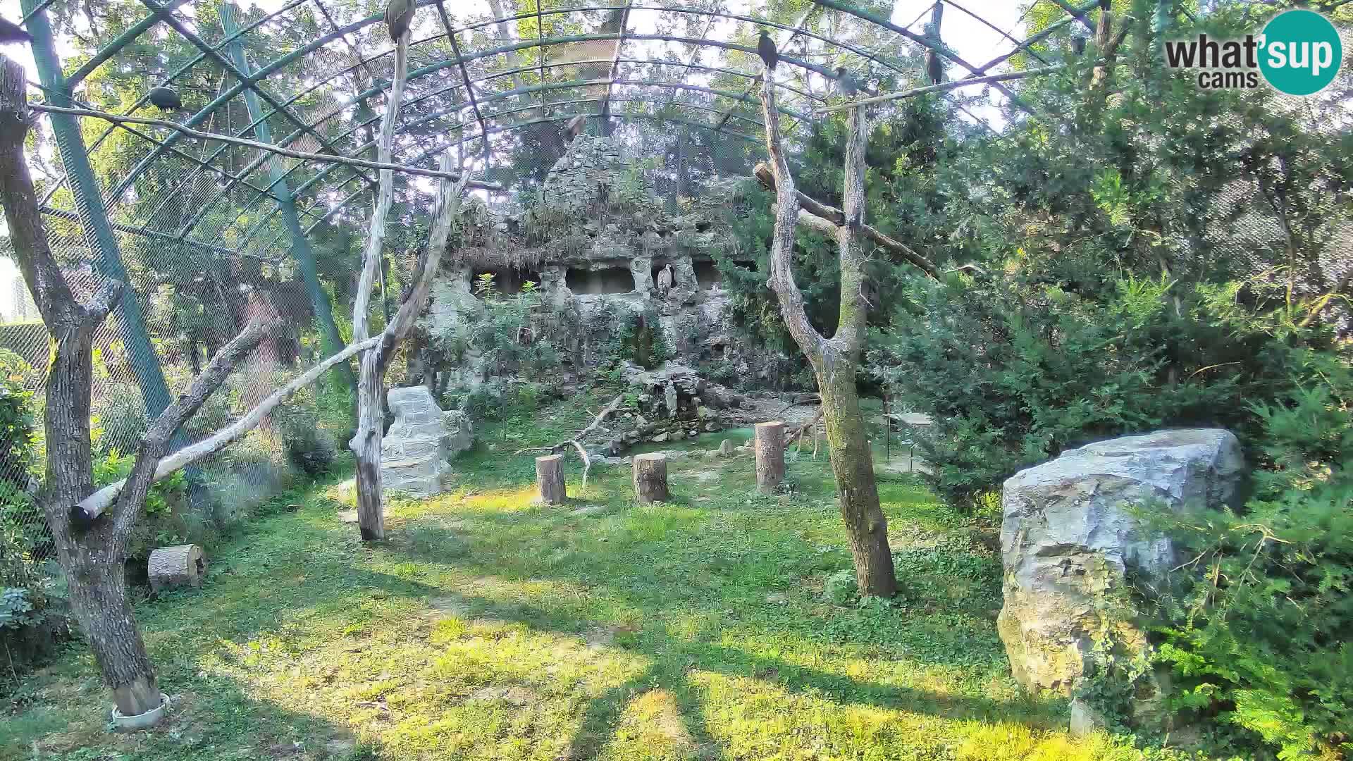 Gyps Webcam – Zagreb Zoo Live