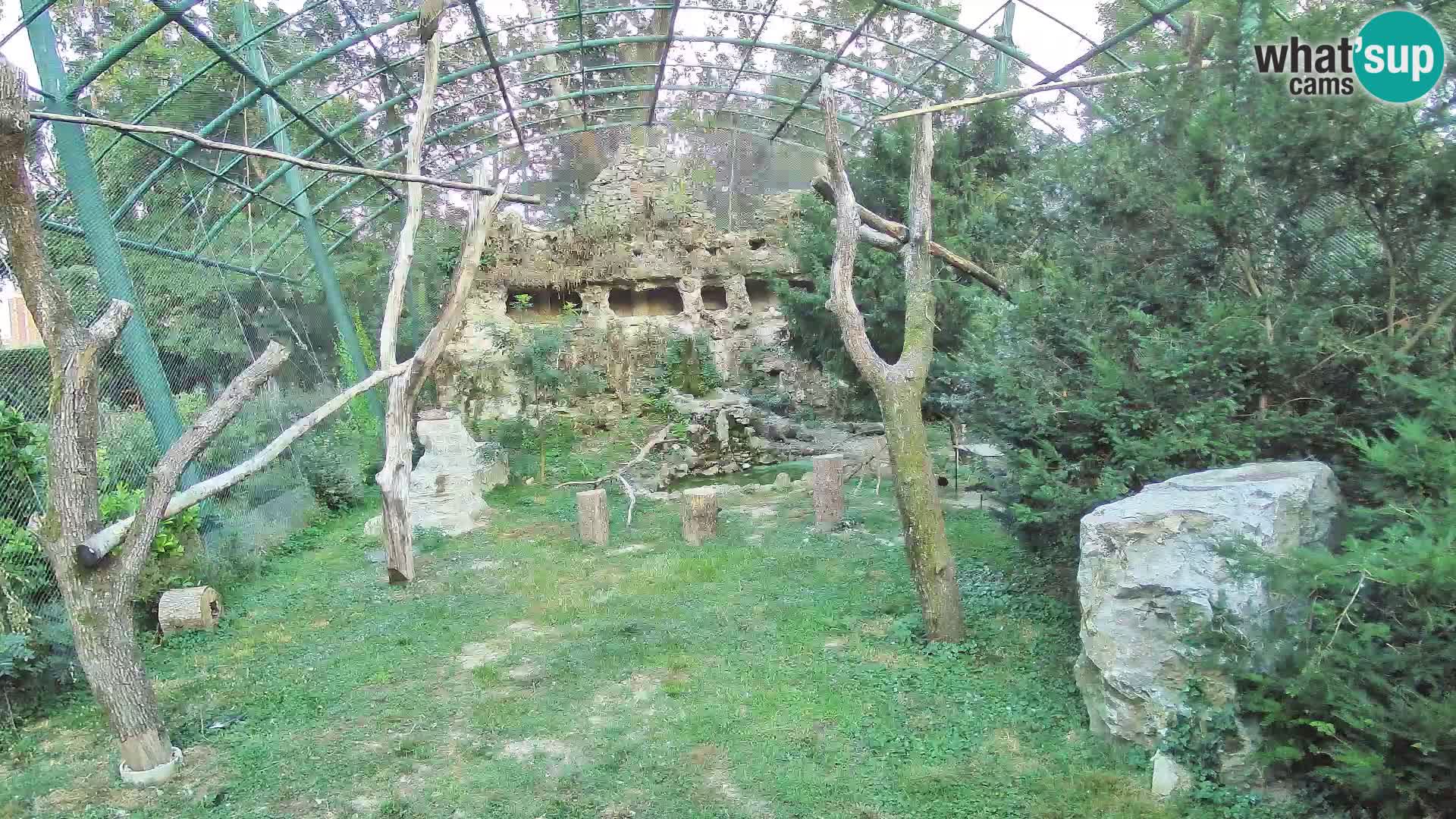 Gyps Webcam – Zagreb Zoo Live