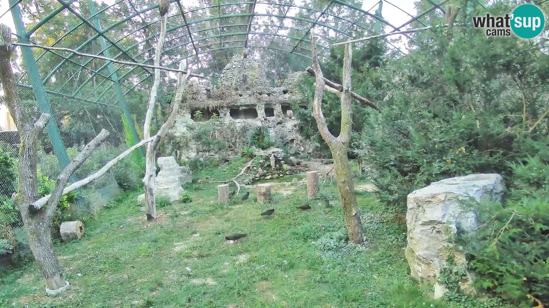 Spletna kamera beloglavi jastreb – Zagreb Zoo v živo